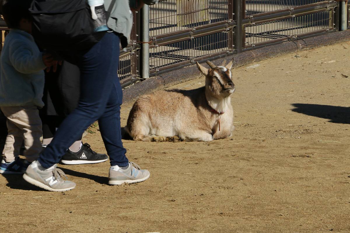 八木山動物公園のヤギ