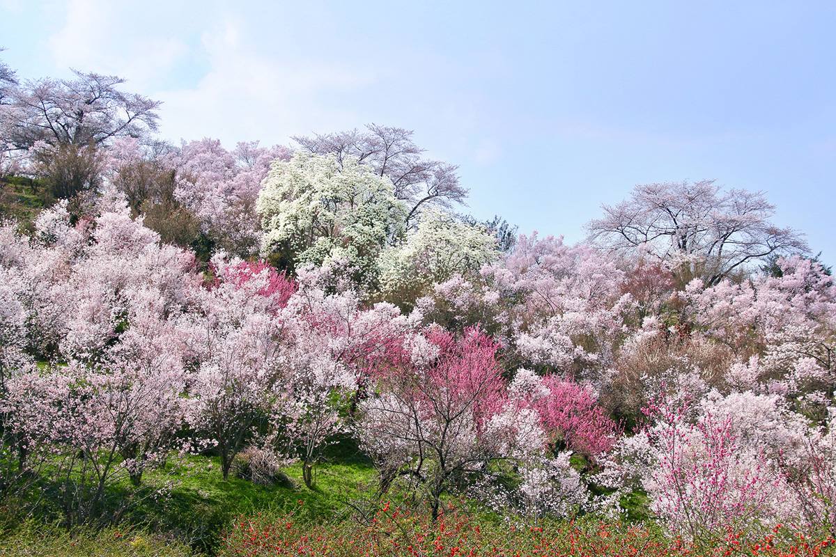 花見山に咲く花