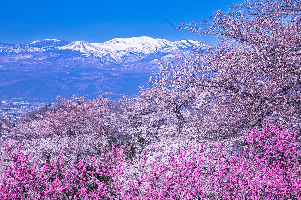 花見山から望む吾妻連峰