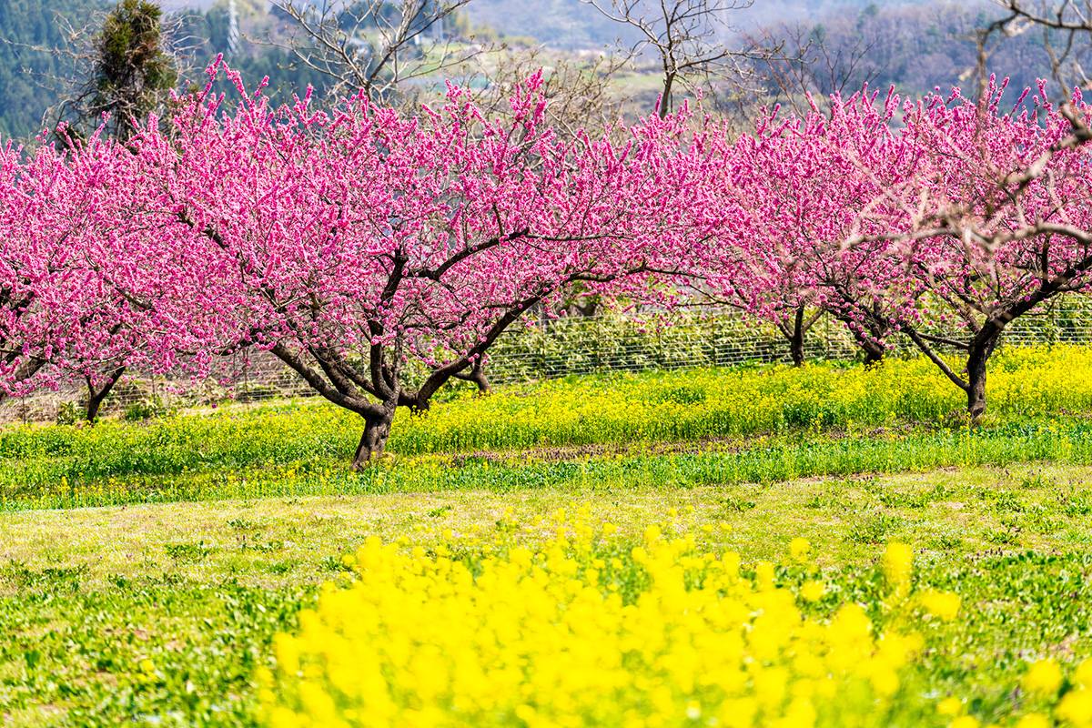 花ももの里の風景