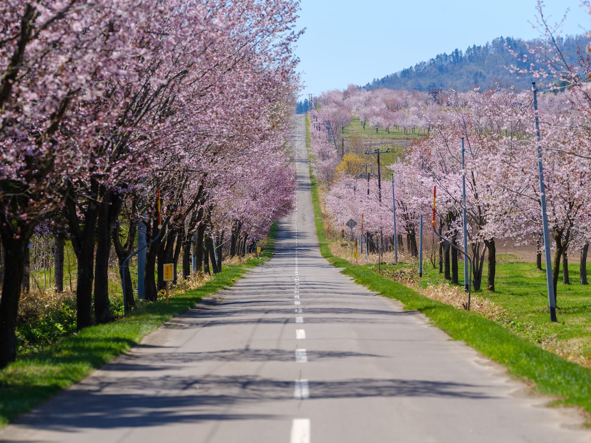 北海道5月旅行モデルコース【札幌・函館・ひだか】桜と費用つき行程表