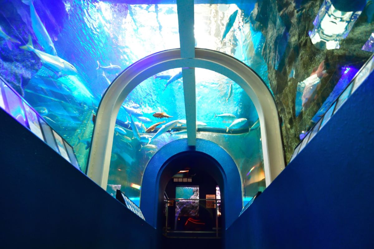 魚津水族館内部のイメージ画像