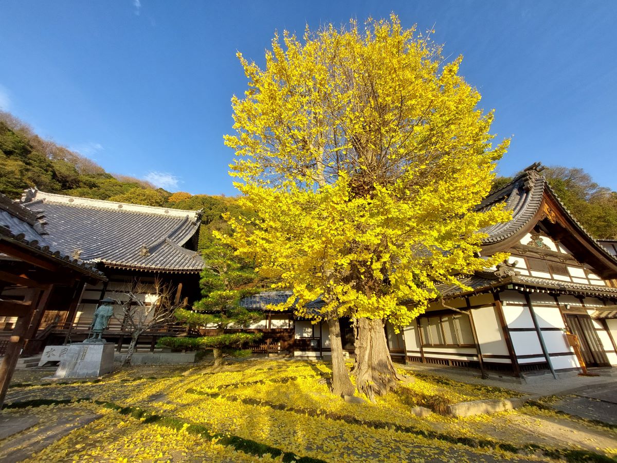 照蓮寺イチョウ