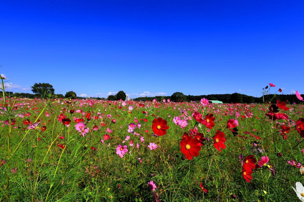 関東の夏休み穴場9選【子連れ日帰り】料金・営業時間・アクセス早見表