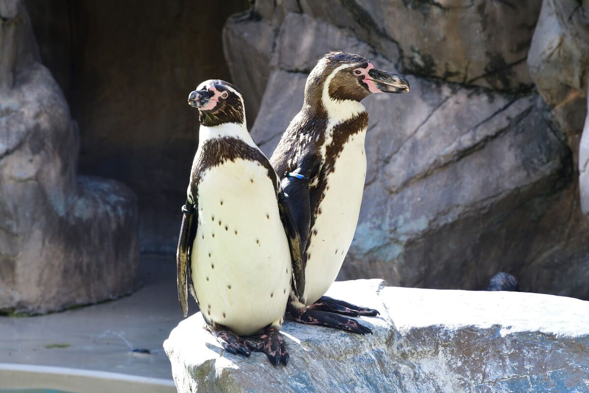 マリンピア日本海のペンギン