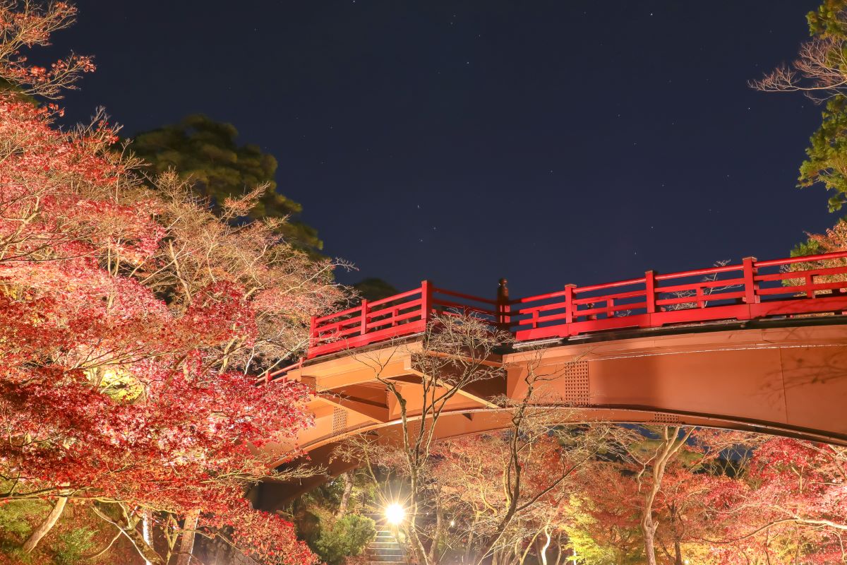 弥彦公園のライトアップ画像