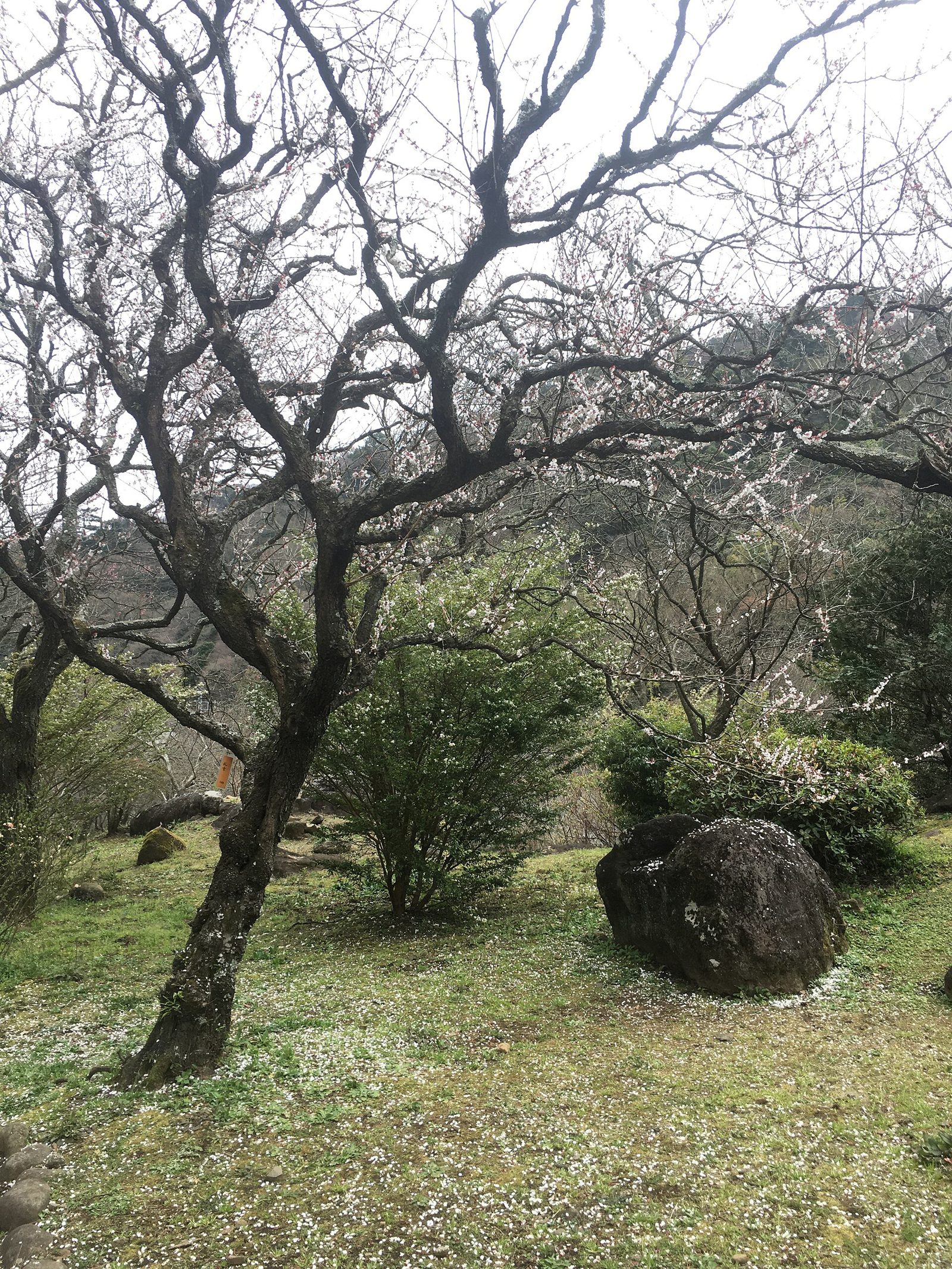 熱海観光モデルコース【2月・1日】熱海梅園の梅まつり・糸川のあたみ桜・入園300円中心の費用つき行程表