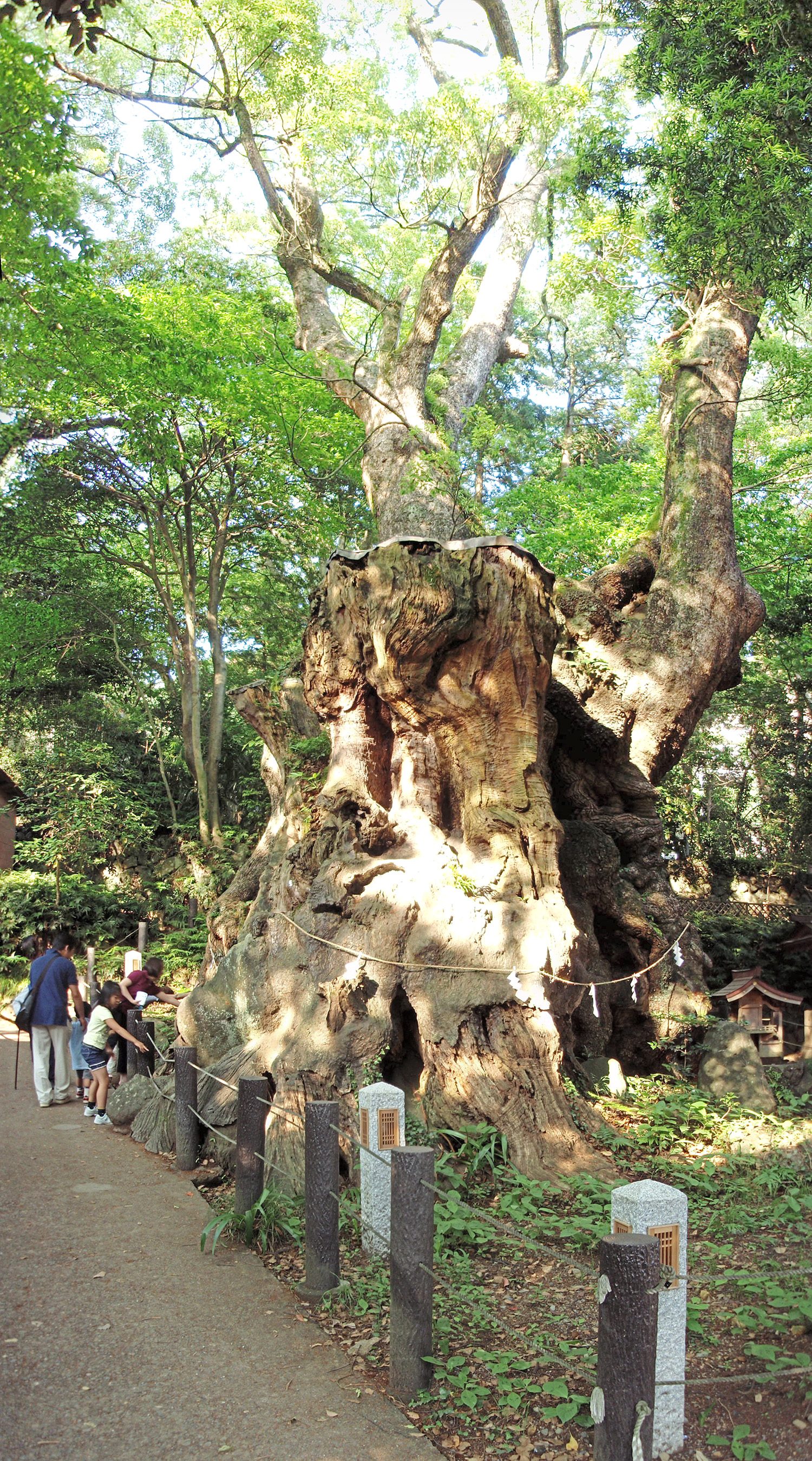 熱海観光モデルコース【5月・1日】ACAO FORESTのバラ見頃・梅まつり後の空き・費用つき行程表