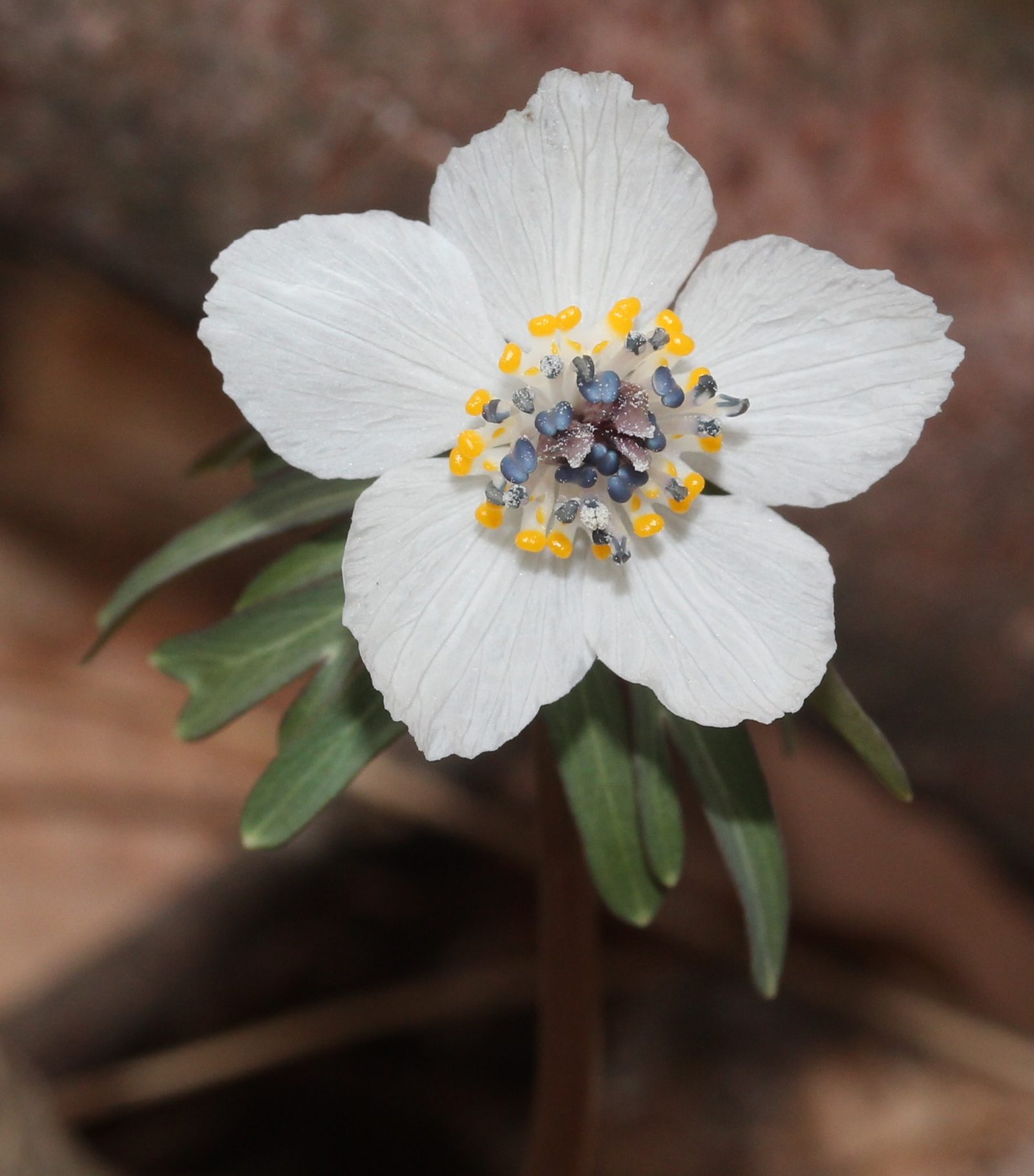 秩父観光モデルコース【3月・1日】節分草と梅が見頃・芝桜はまだ・長瀞ラインくだり3/10再開の費用つき行程表