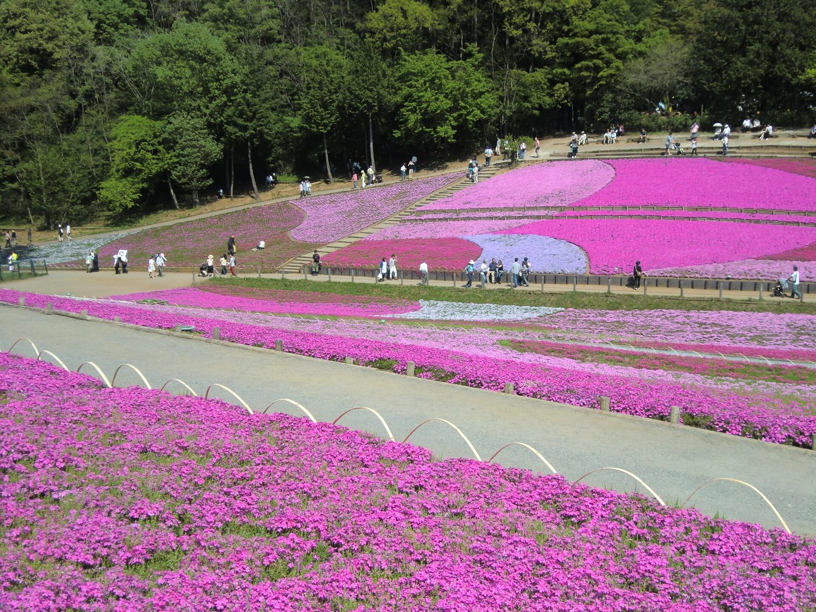 秩父観光モデルコース【5月・1日】芝桜の丘は5/6まで・長瀞ライン下り2,000円・天空のポピー5/21開園の費用つき行程表
