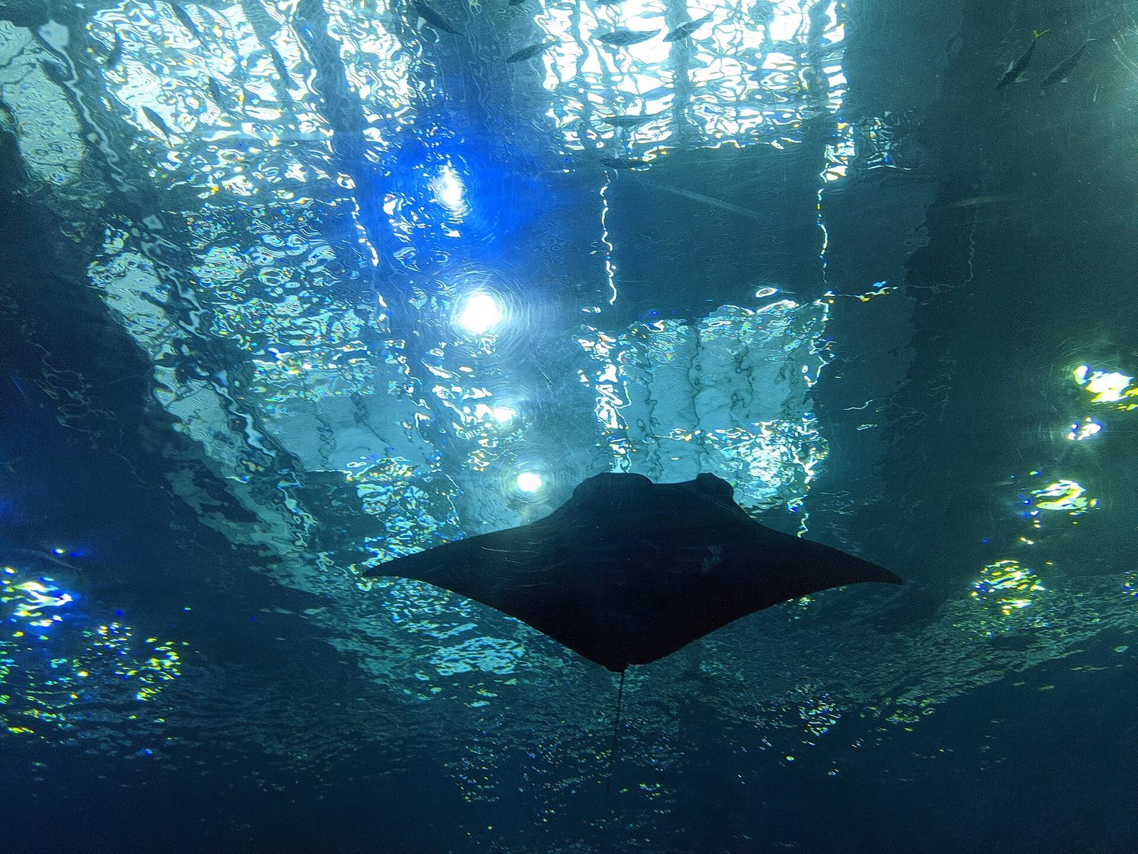 沖縄美ら海水族館の水槽内を泳ぐエイ