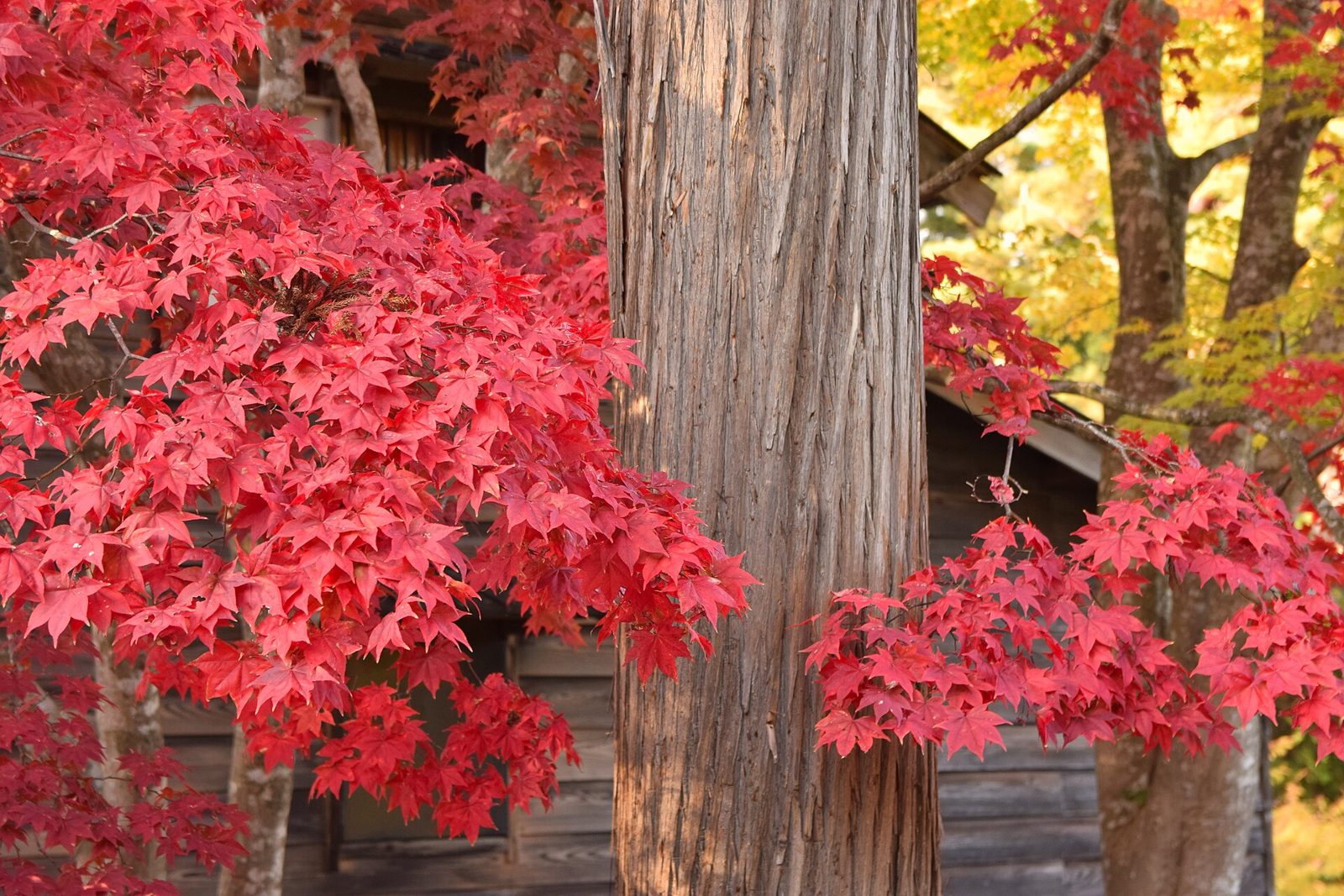 函館観光モデルコース【10月・1日】香雪園の紅葉ライトアップと市電1日券で回る費用つき行程表