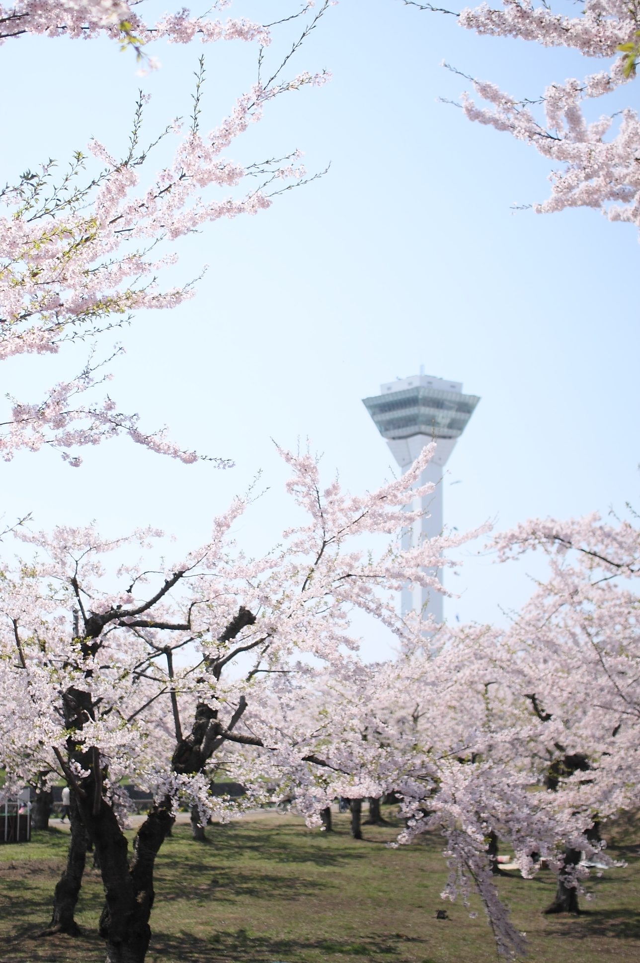 函館観光モデルコース【5月・1日】五稜郭の桜(約1500本)を市電でめぐる費用つき行程表