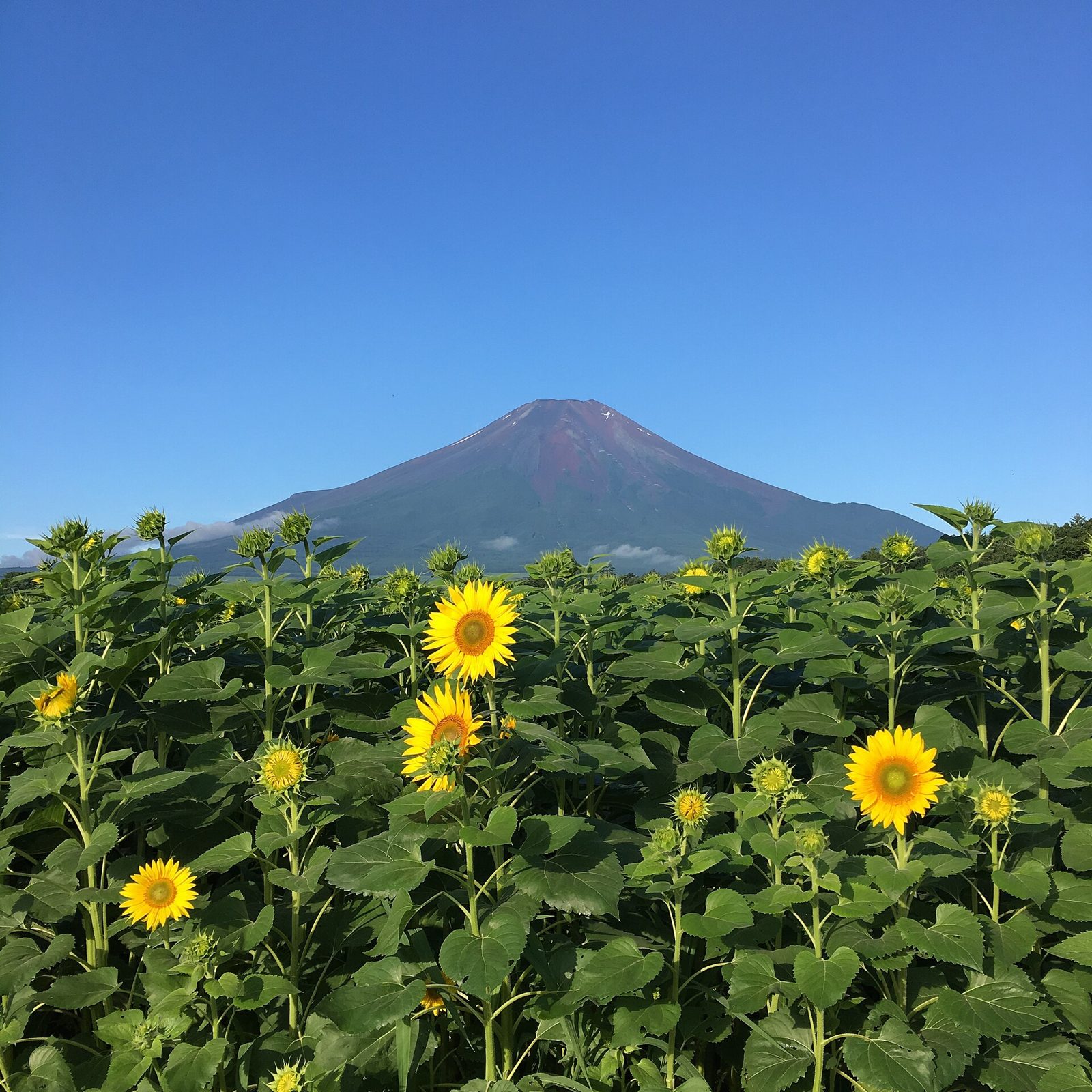 花の都公園のひまわり畑と富士山
