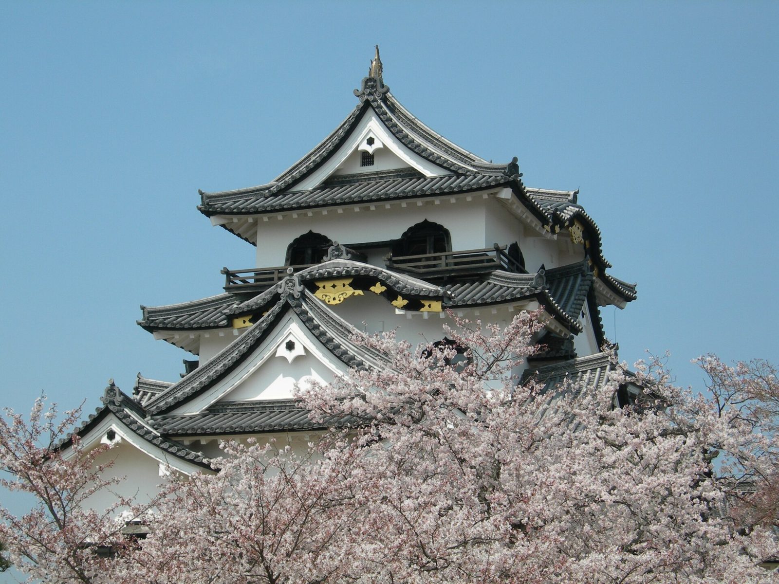 彦根観光モデルコース【4月・1日】彦根城の桜と夜桜ライトアップ18:00〜・近江牛ランチつき行程表