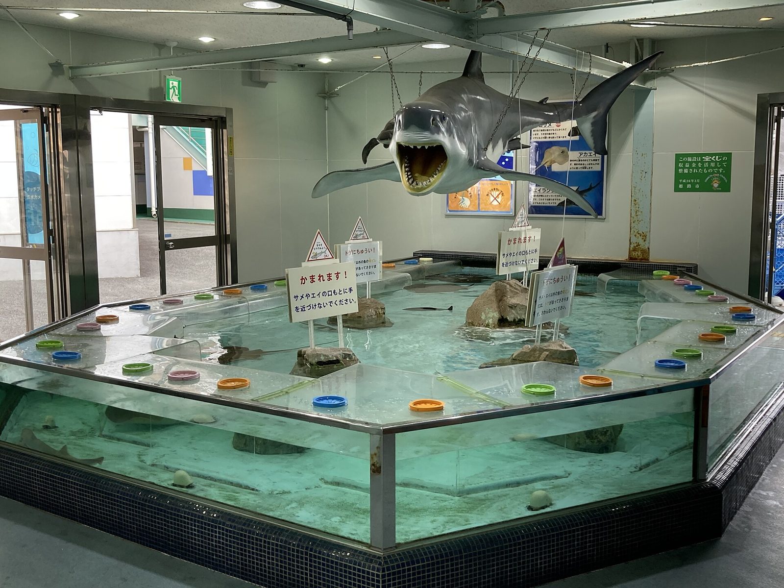 姫路市立水族館のタッチプールとサメの模型