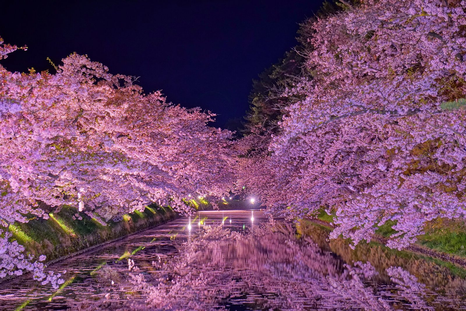 弘前観光モデルコース【4月・1日】さくらまつりの桜と弘前城本丸320円・平均最高14.3℃の服装つき行程表