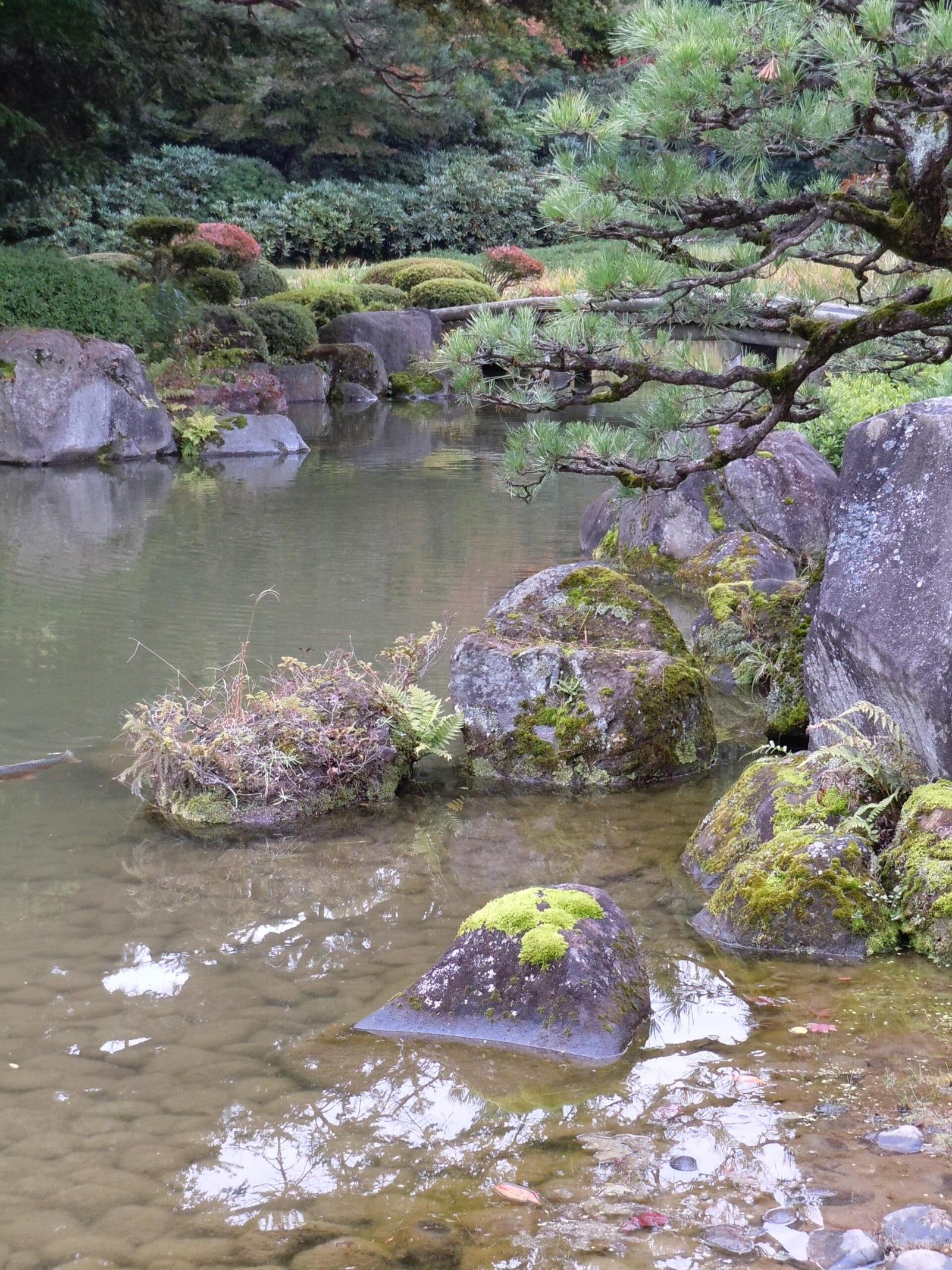 6月の弘前は何がある?弘前城植物園のバラが見頃・平均最高23.9℃・天守は内部公開休止中
