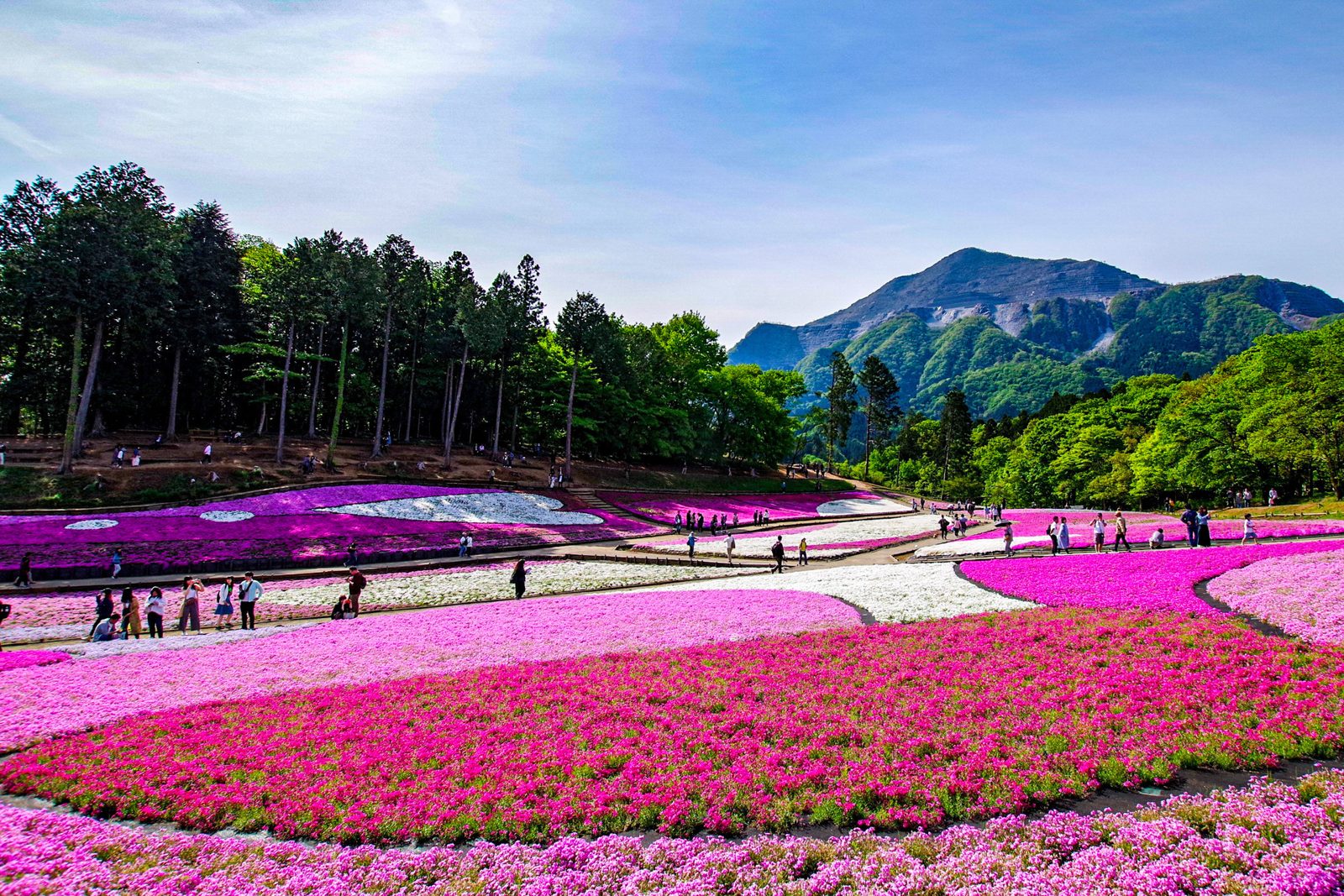 羊山公園の斜面を覆うピンクと白の芝桜