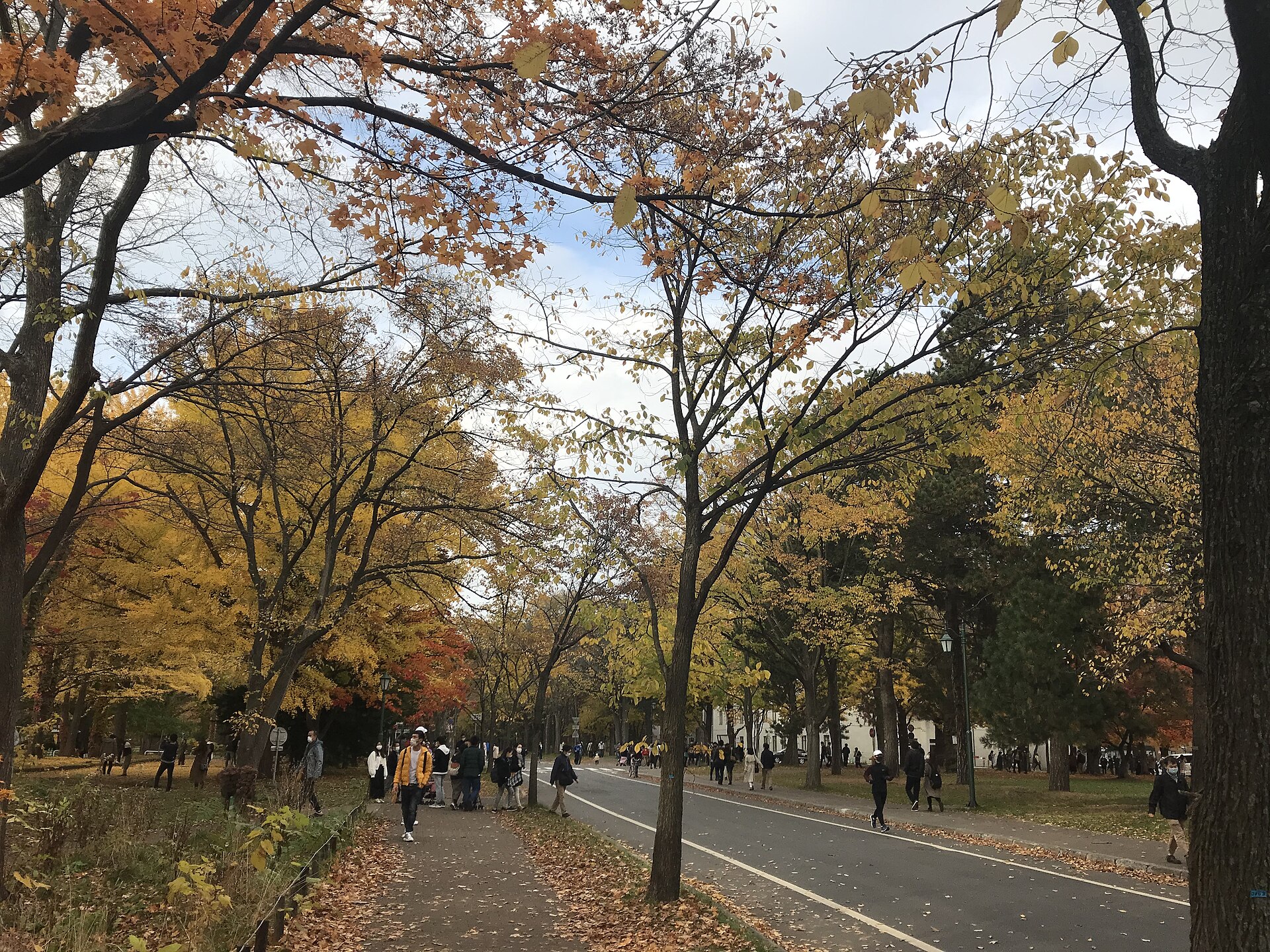 11月の北海道は何がある?紅葉は香雪園11/8まで・旭山動物園冬期開園11/11・平均最高8.7℃の服装