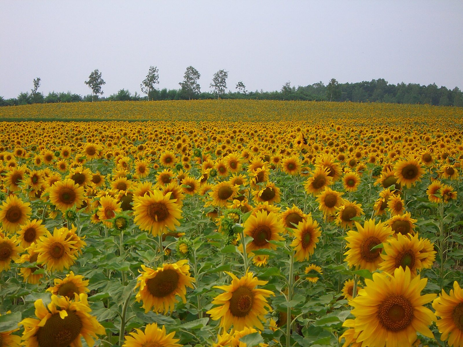 北竜町ひまわりの里に広がるひまわり畑