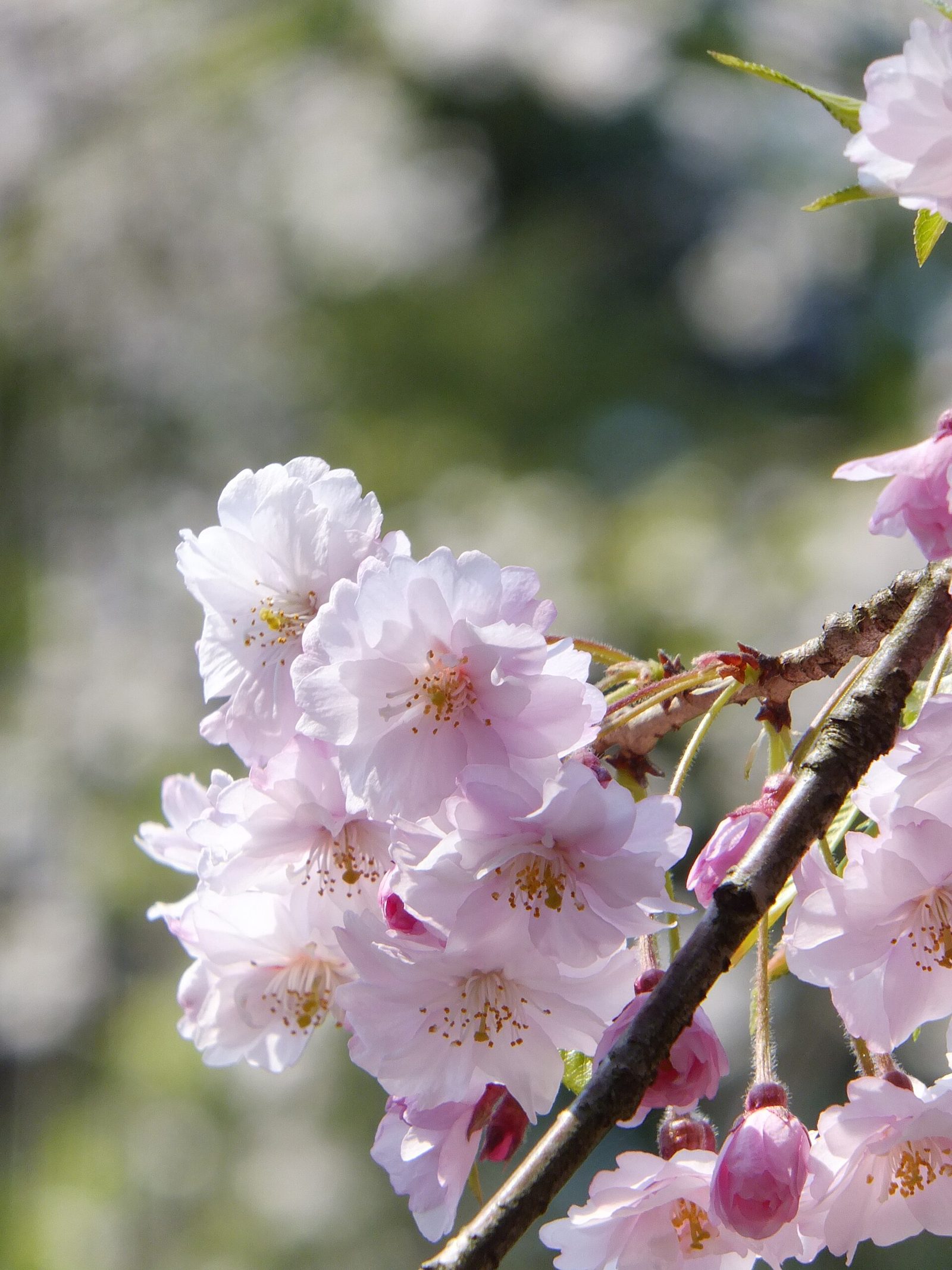 角館観光モデルコース【4月・1日】武家屋敷通りのしだれ桜と桧木内川堤・費用つき行程表