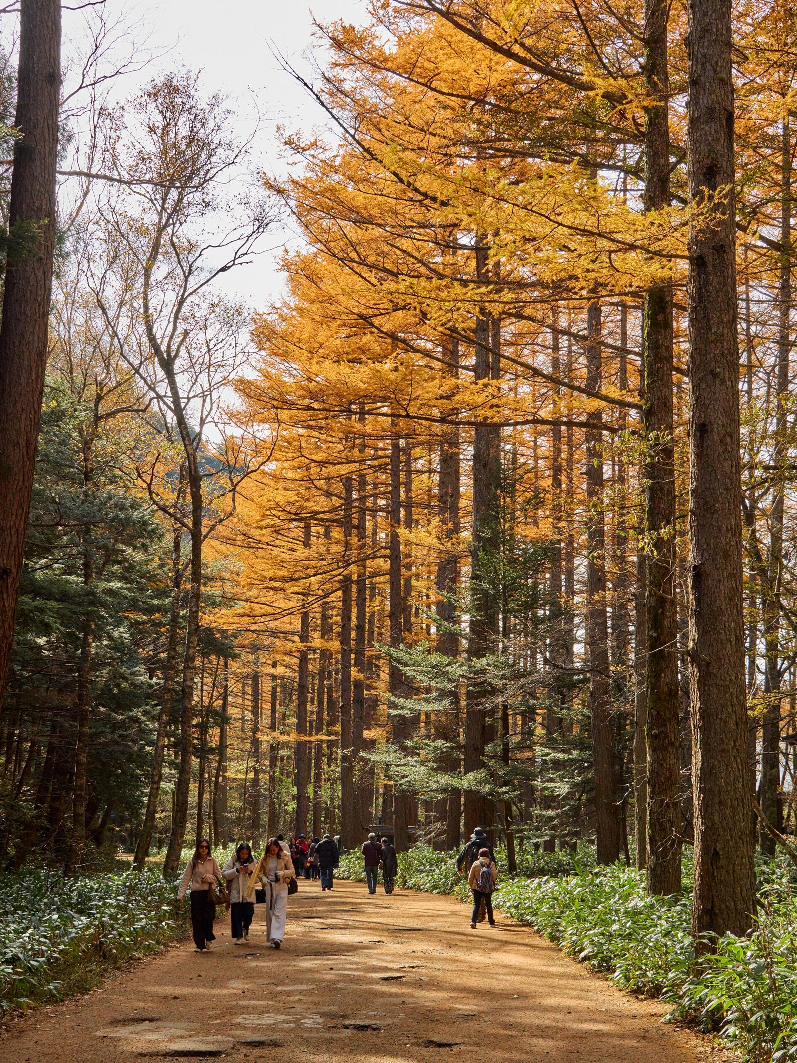 10月の上高地は閉山まで何日?紅葉は中旬〜下旬ピーク・閉山式11月15日・大正池ホテルは10/26最終泊
