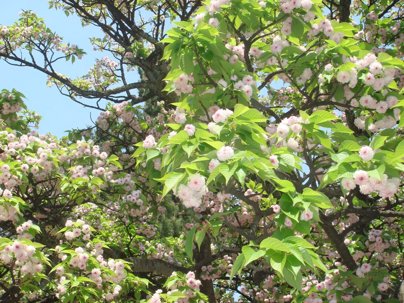 金沢観光モデルコース【4月・1日】兼六園の桜と無料開放4/2〜8・費用つき行程表