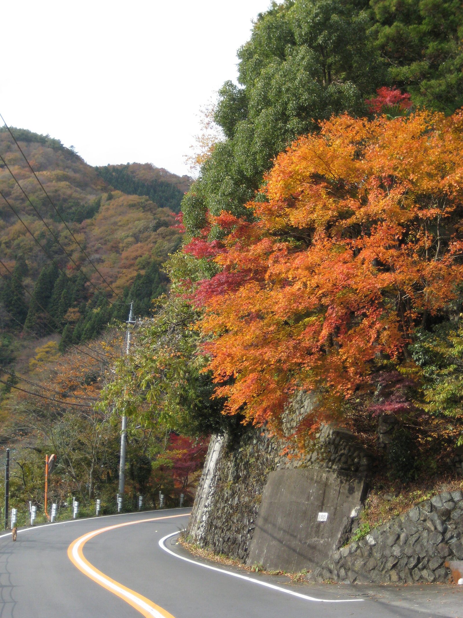 奥多摩紅葉ドライブモデルコース【日帰り】奥多摩湖・白丸ダム・鳩ノ巣渓谷を時間と料金つき行程表で