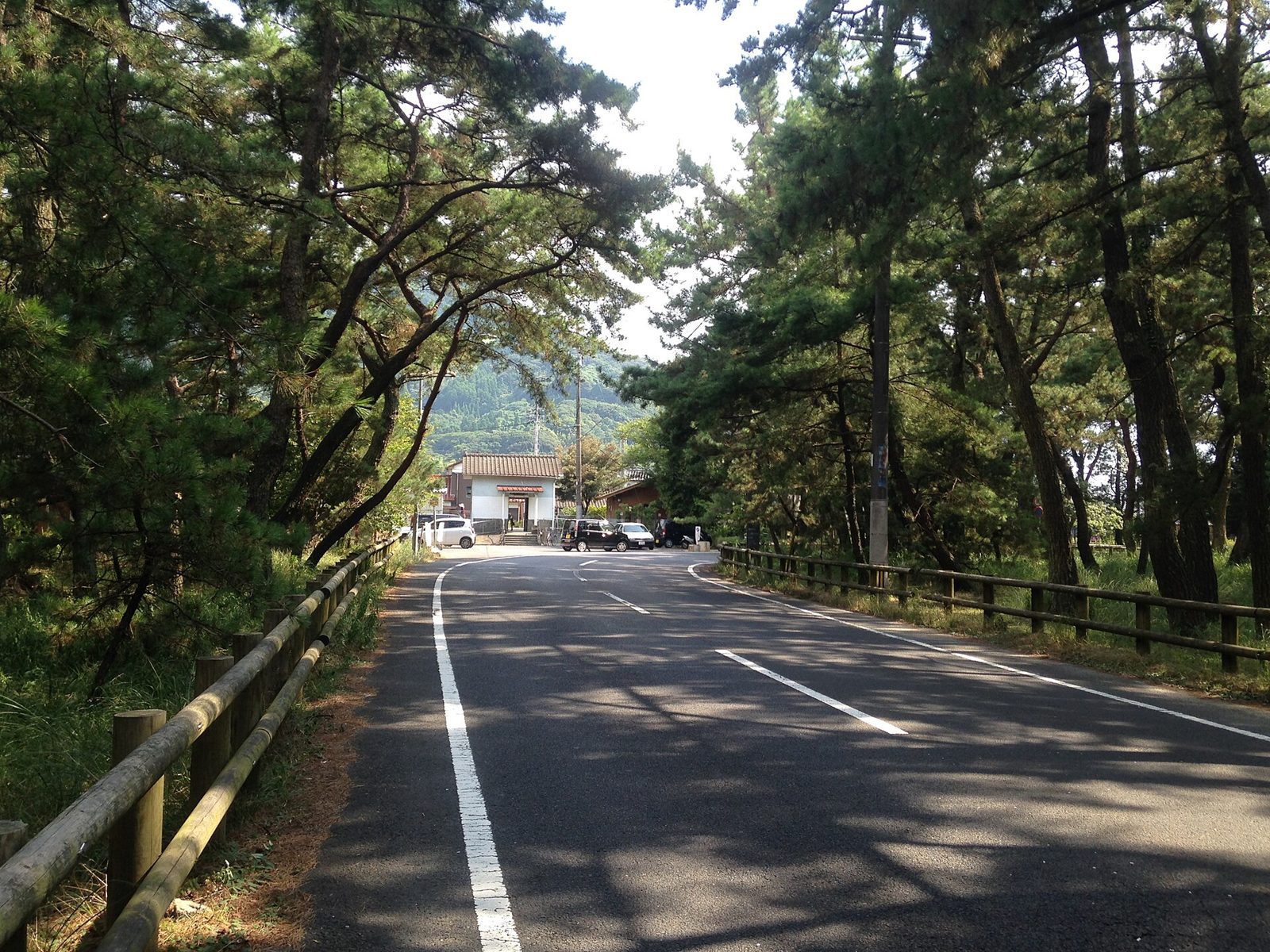 虹の松原の松林と道路