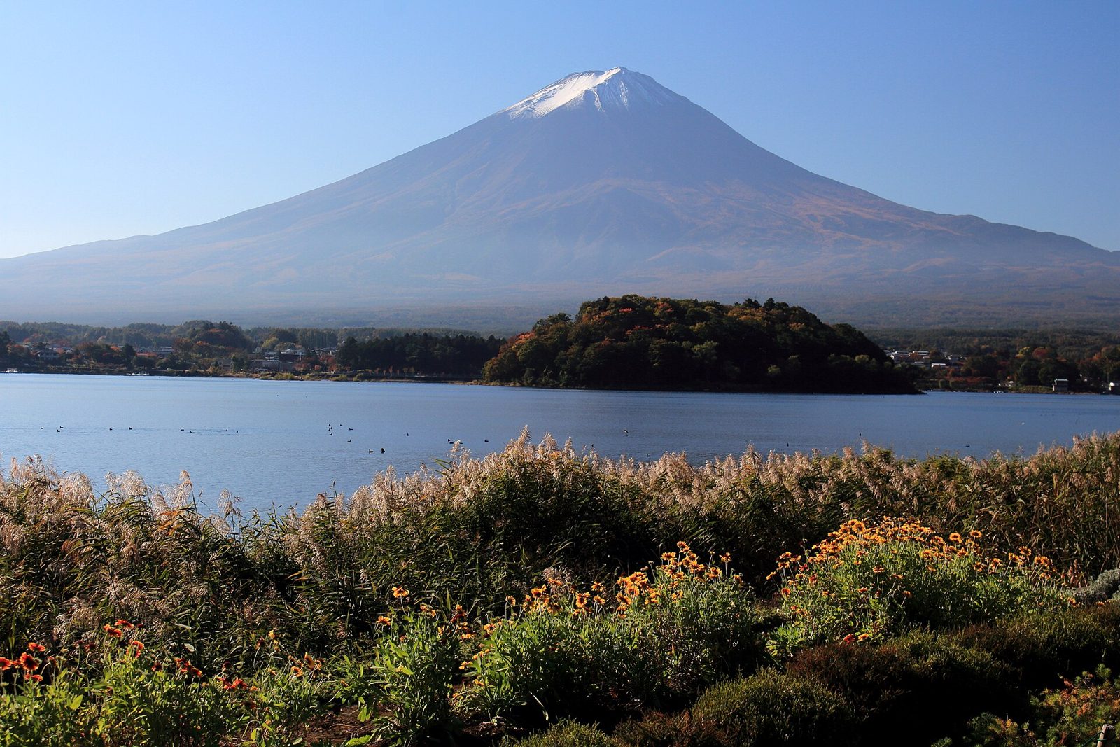 初めての河口湖観光｜大石公園・音楽と森の美術館・遊覧船天晴を回る定番1日ルート(レトロバス1,200円)