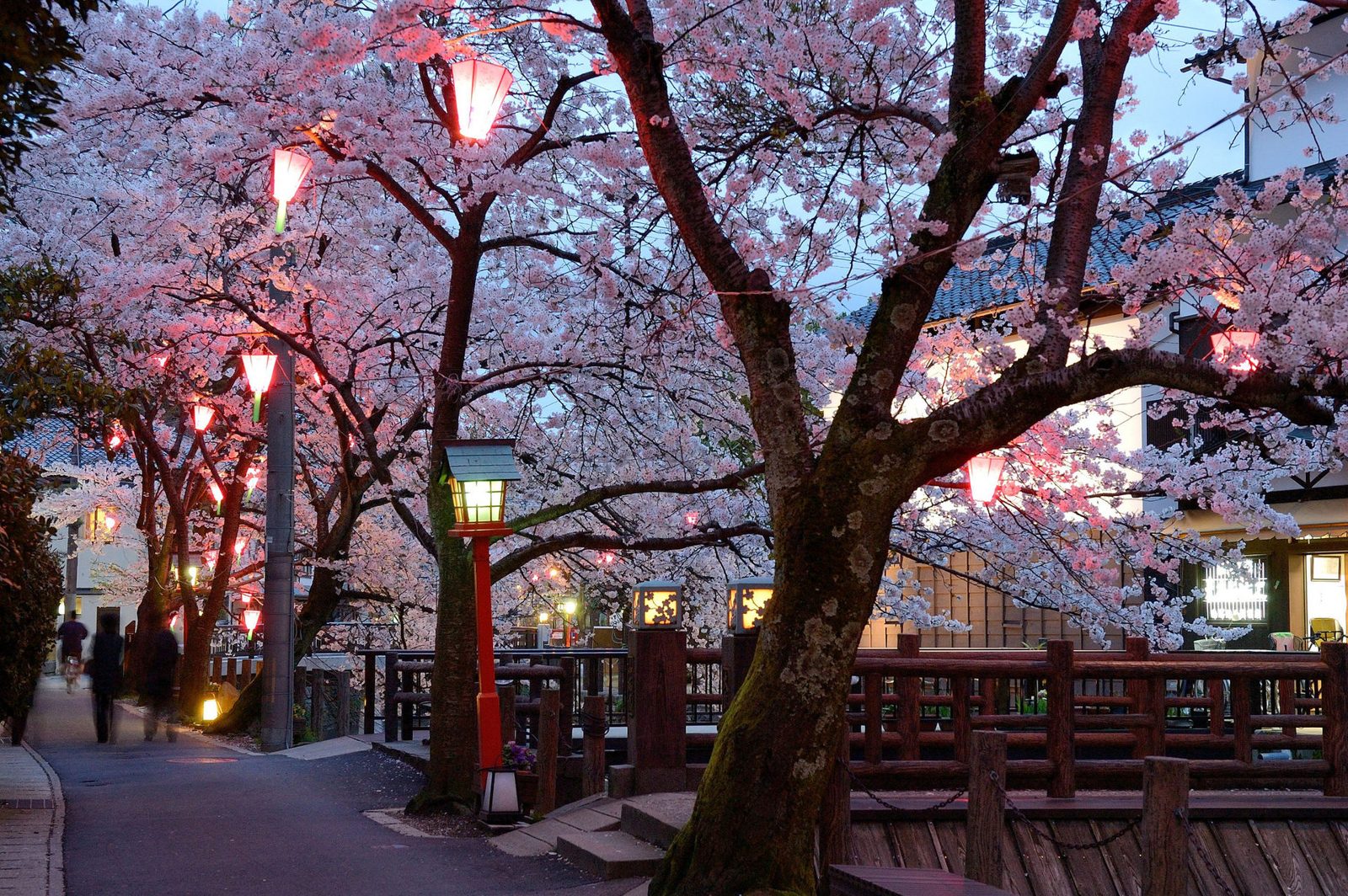 城崎温泉観光モデルコース【4月・1日】大谿川の桜×たんとうチューリップまつり(4/15〜24)・平年最高19.3℃の服装つき行程表