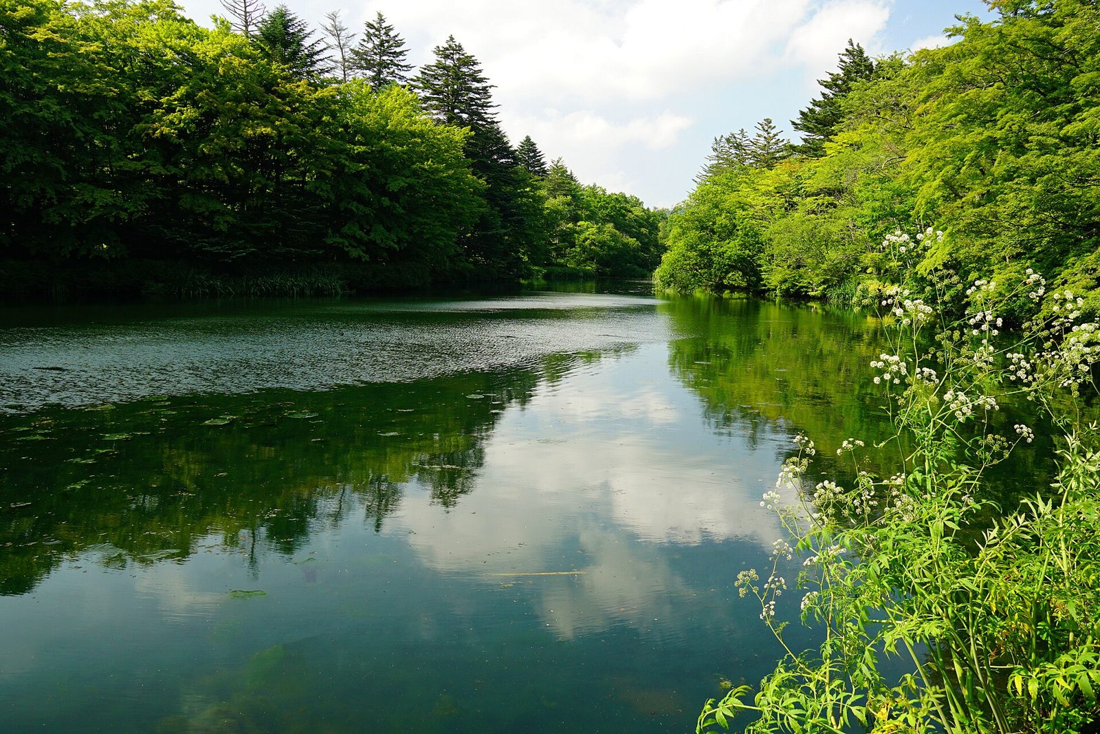 周囲の木々が水面に映り込む雲場池