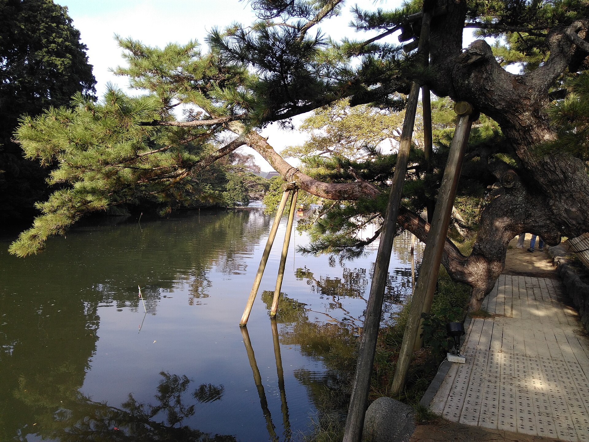 塩見縄手の堀沿いに立つ松の木