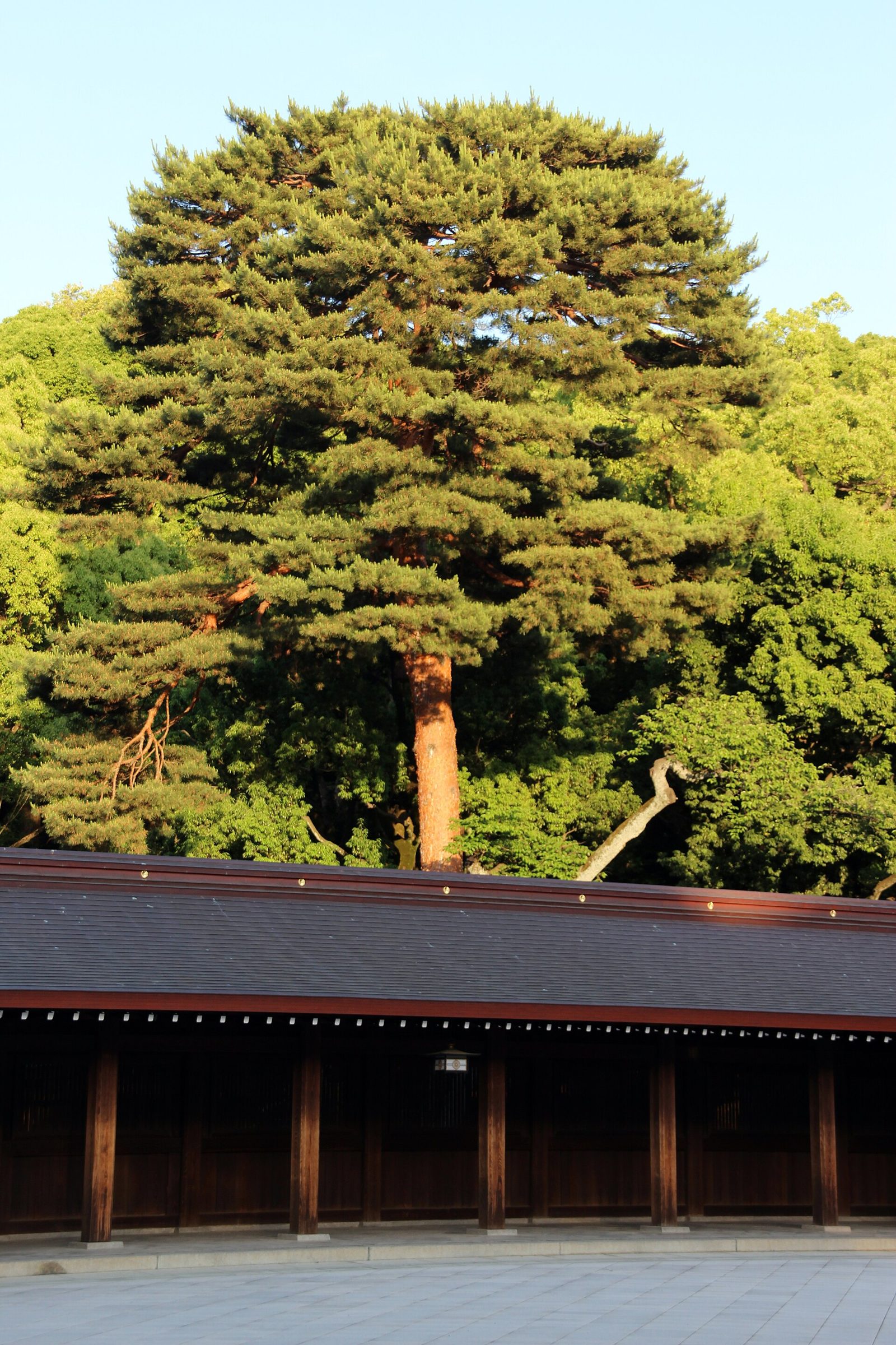 明治神宮の社殿と鎮守の森