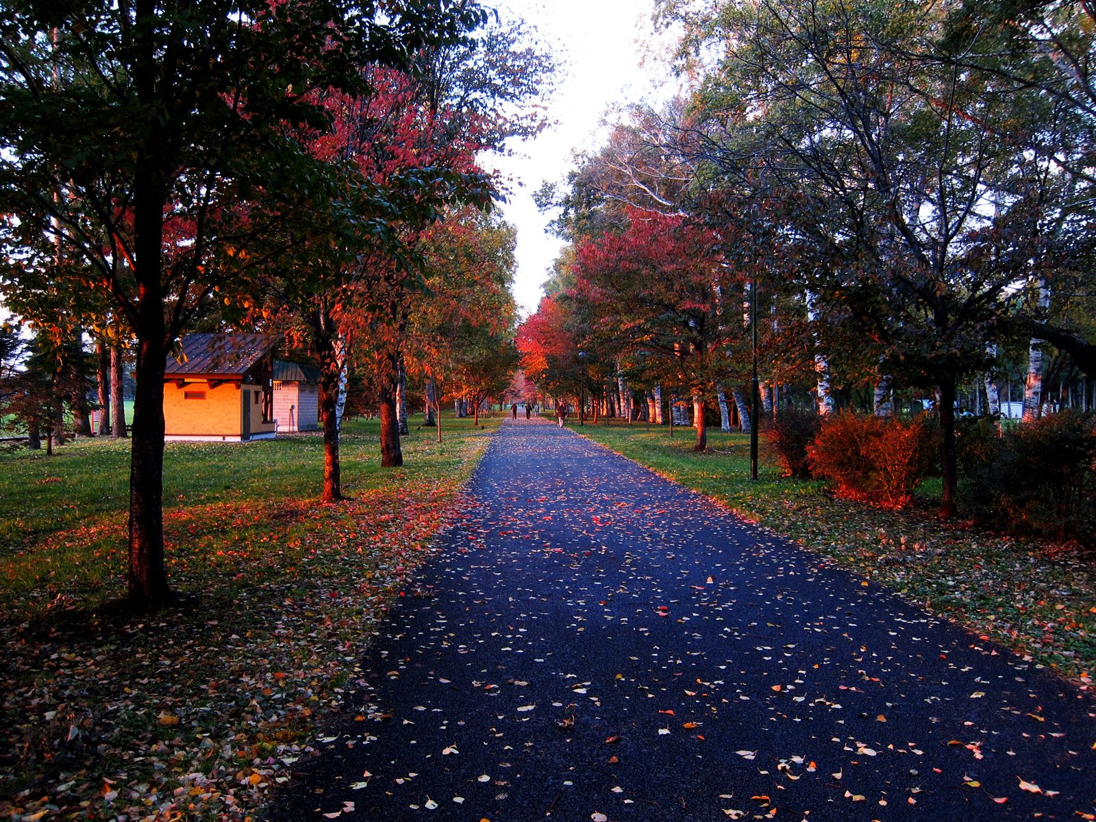 紅葉した木々に囲まれた緑ヶ丘公園の遊歩道