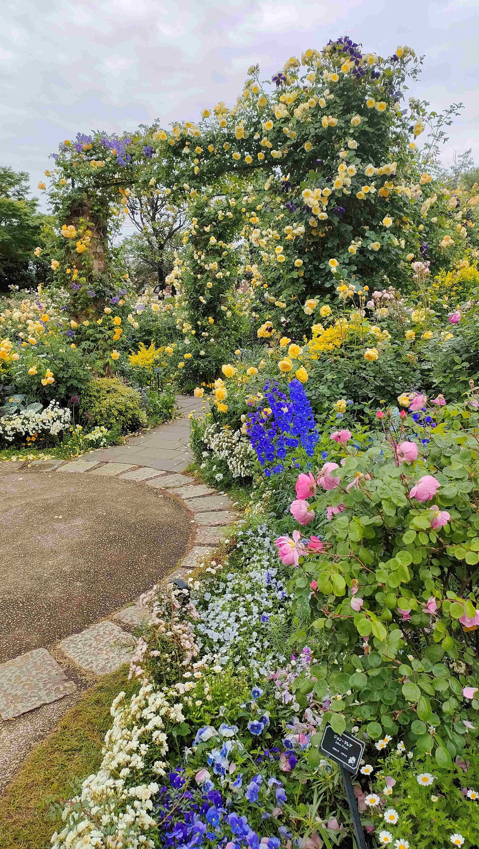 港の見える丘公園のイングリッシュローズの庭を彩るバラ