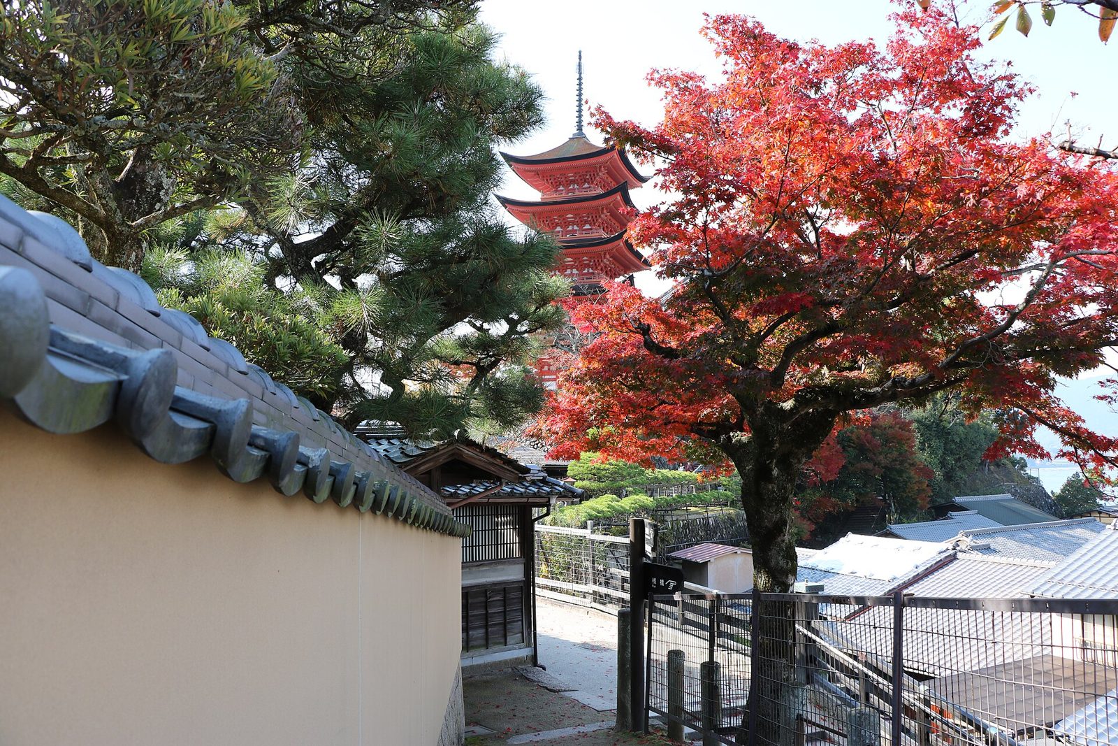 宮島観光モデルコース【11月・1日】紅葉谷公園の約700本のモミジと弥山ロープウエー・費用つき行程表