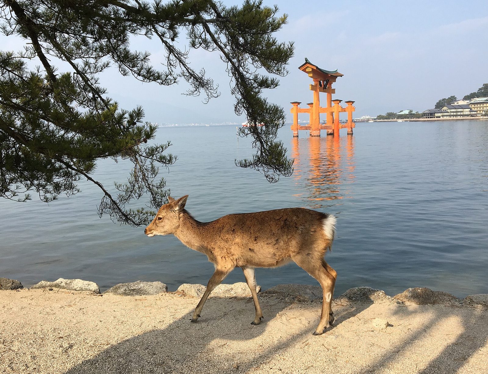 宮島観光モデルコース【5月・1日】新緑の弥山と舞楽奉奏5/18・平均最高24.4℃の費用つき行程表