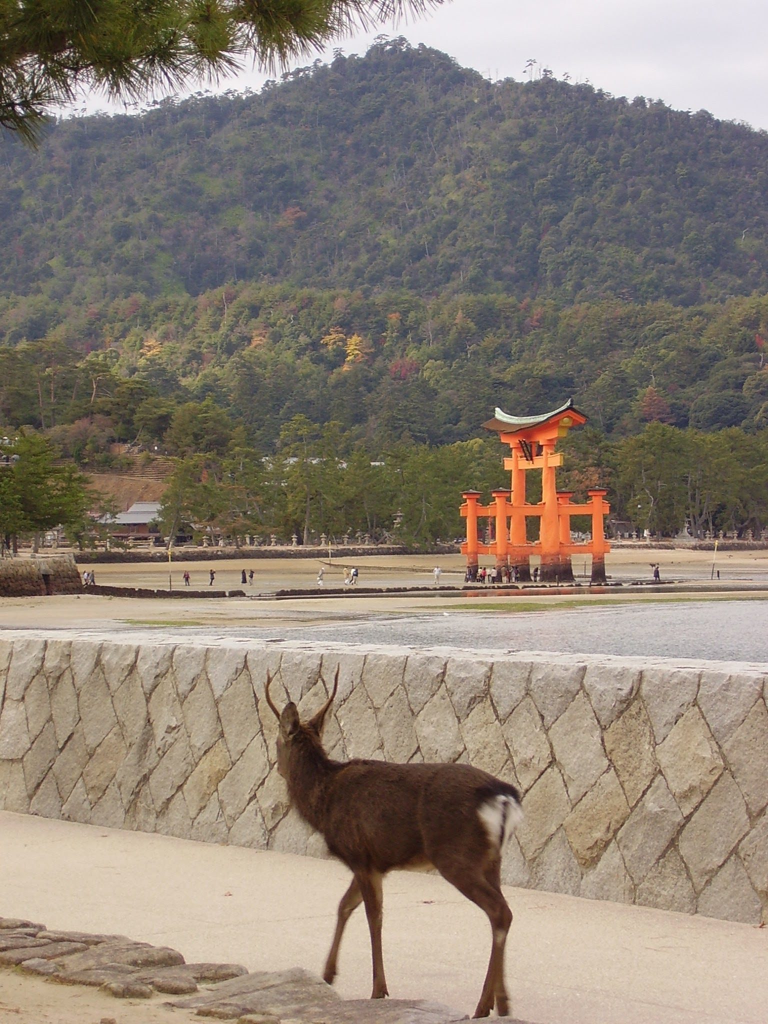 宮島観光モデルコース【10月・1日】紅葉前の菊花祭10/15・平均最高23.7℃・厳島神社と弥山の費用つき行程表