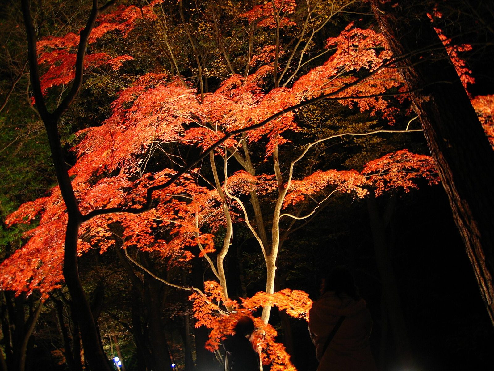 秩父観光モデルコース【11月・1日】長瀞紅葉まつり・月の石もみじ公園ライトアップ16時点灯・費用つき行程表