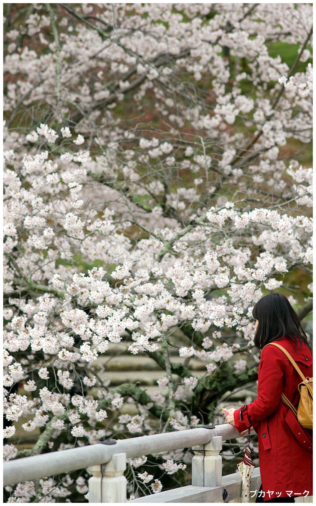 奈良観光モデルコース【4月・1日】お水取り後の桜・ナラノヤエザクラは4月中旬〜下旬・費用つき行程表