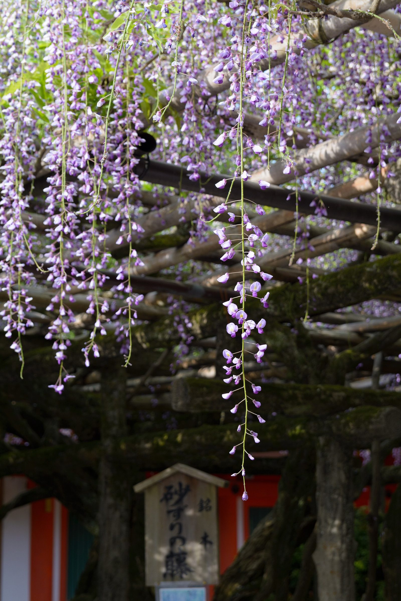 奈良観光モデルコース【5月・1日】萬葉植物園の藤と東大寺大仏殿・平均最高24.9℃・費用つき行程表