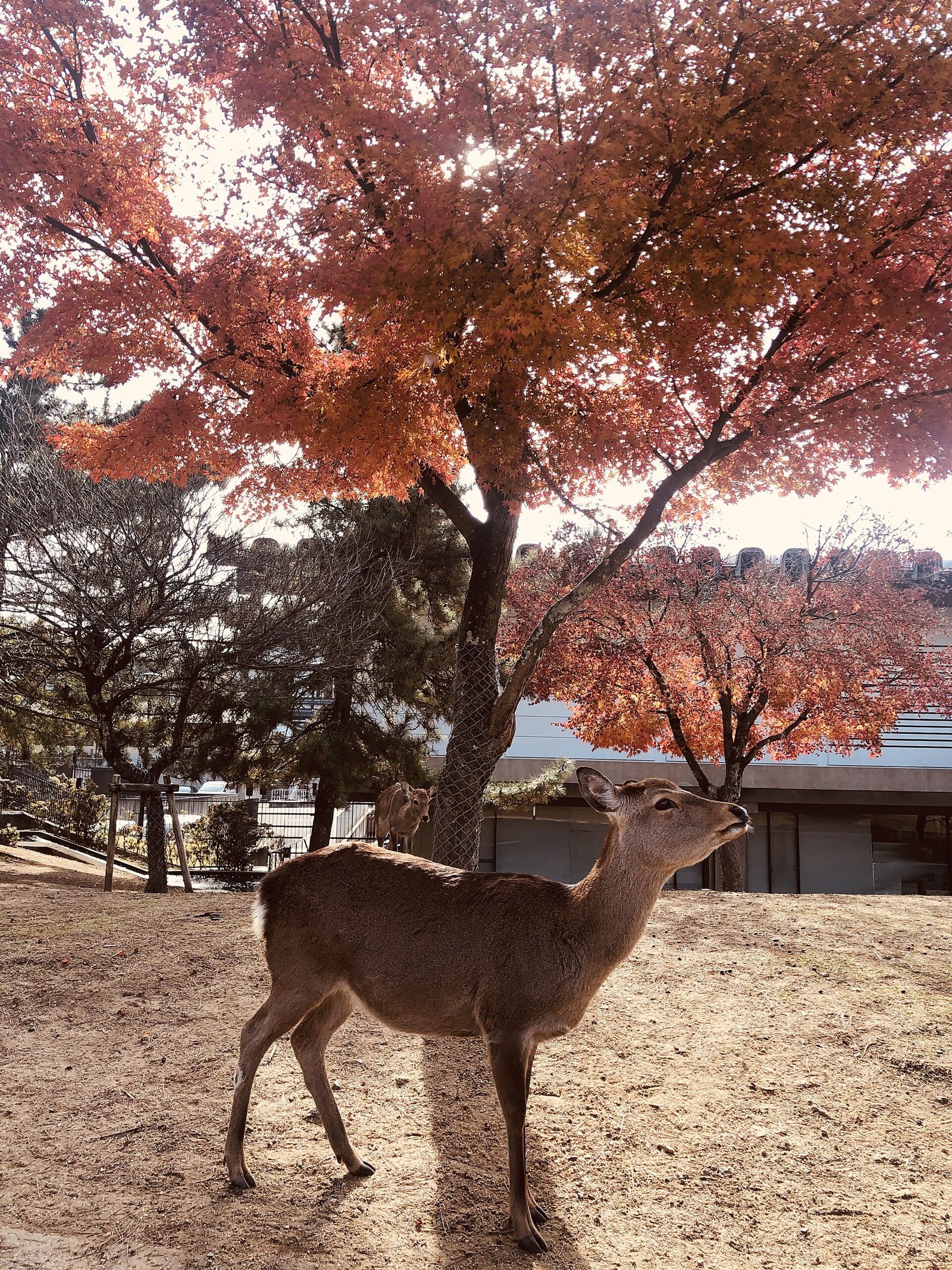 奈良観光モデルコース【11月・1日】正倉院展10/24〜11/9・紅葉は下旬ピーク・平均最高17.1℃の費用つき行程表