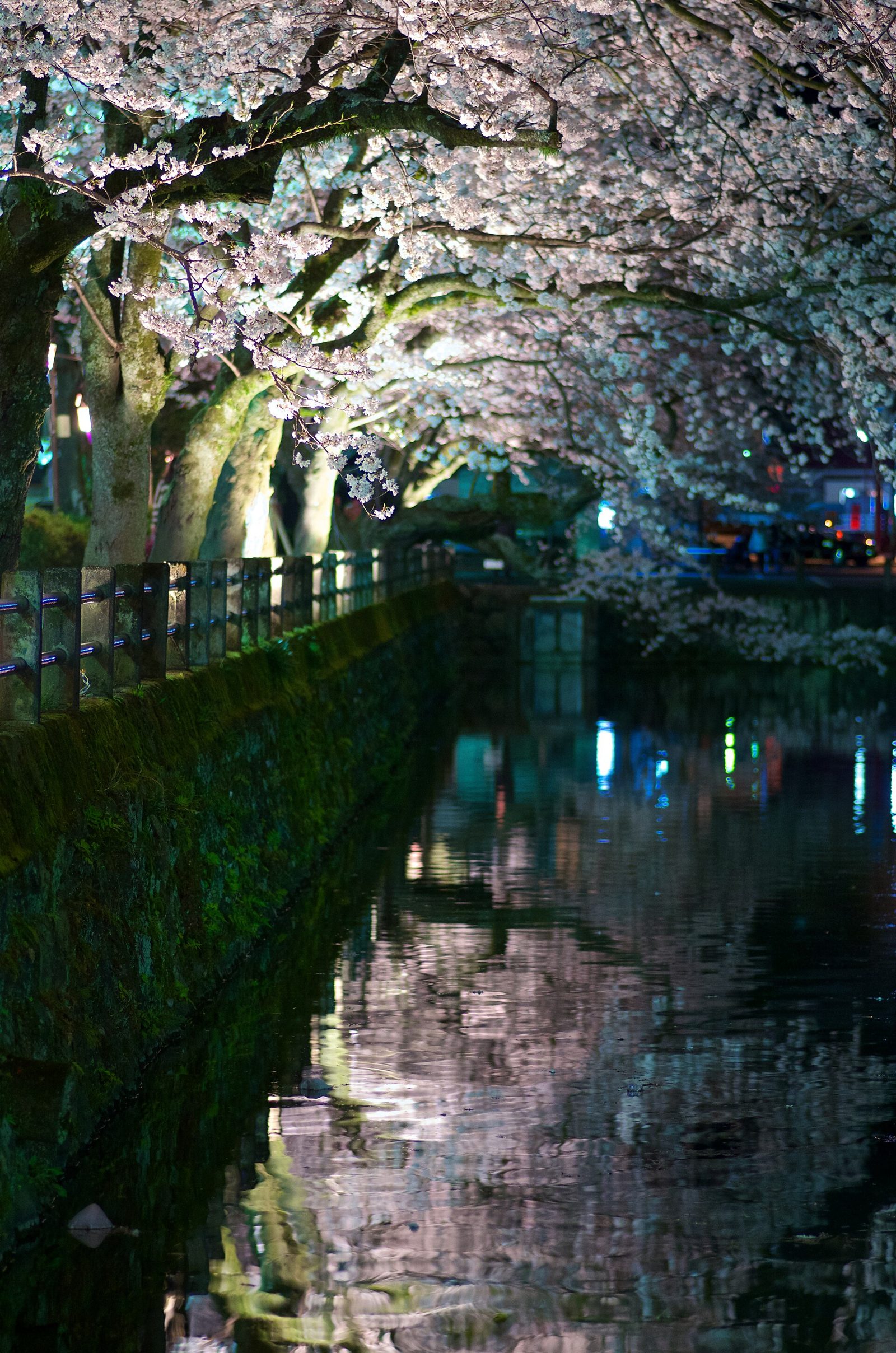 小田原観光モデルコース【3月・1日】小田原城のソメイヨシノは3月下旬・約300本の桜と鈴廣かまぼこ・費用つき行程表
