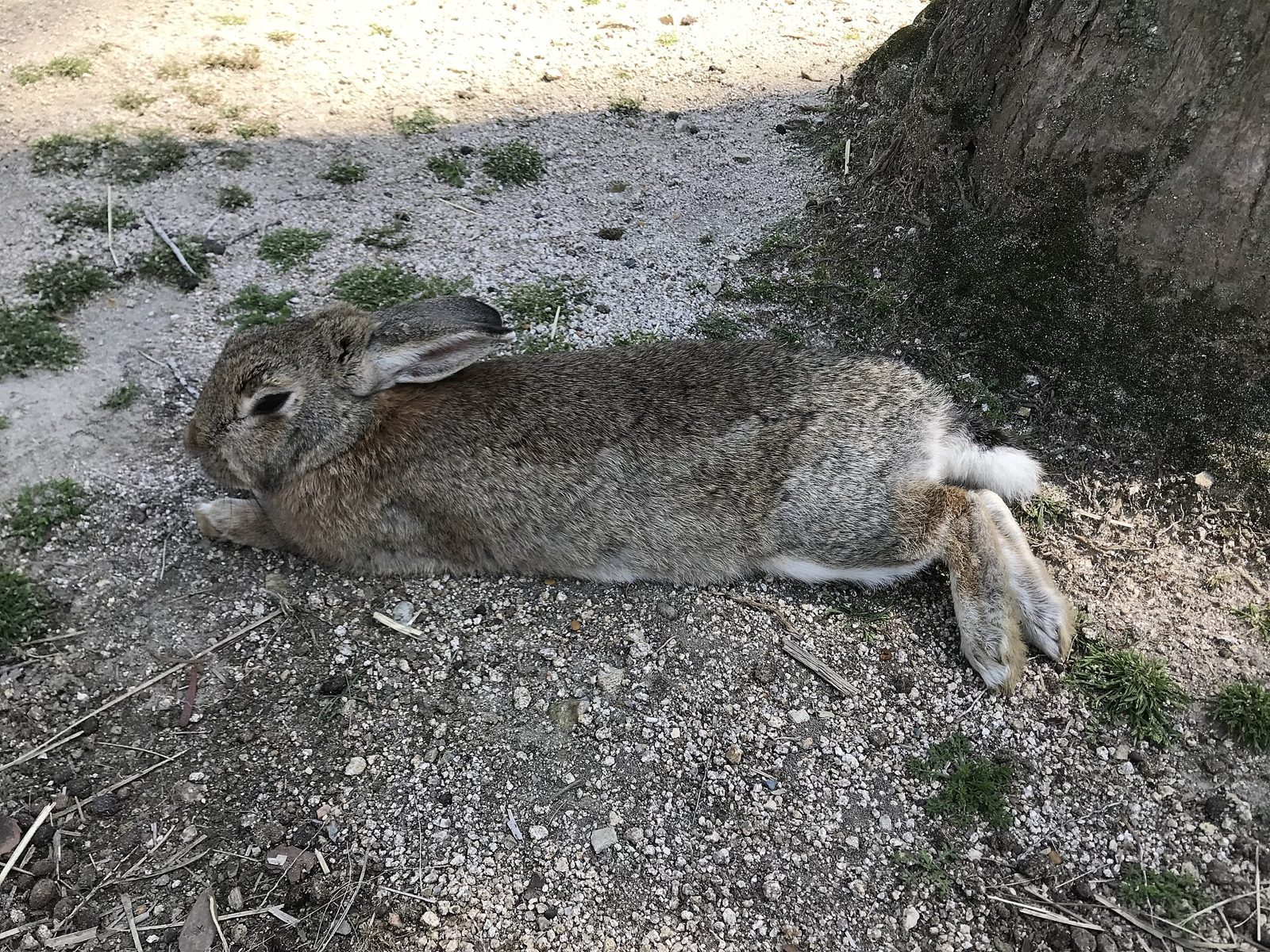 大久野島で観光客に群がる野生のうさぎたち