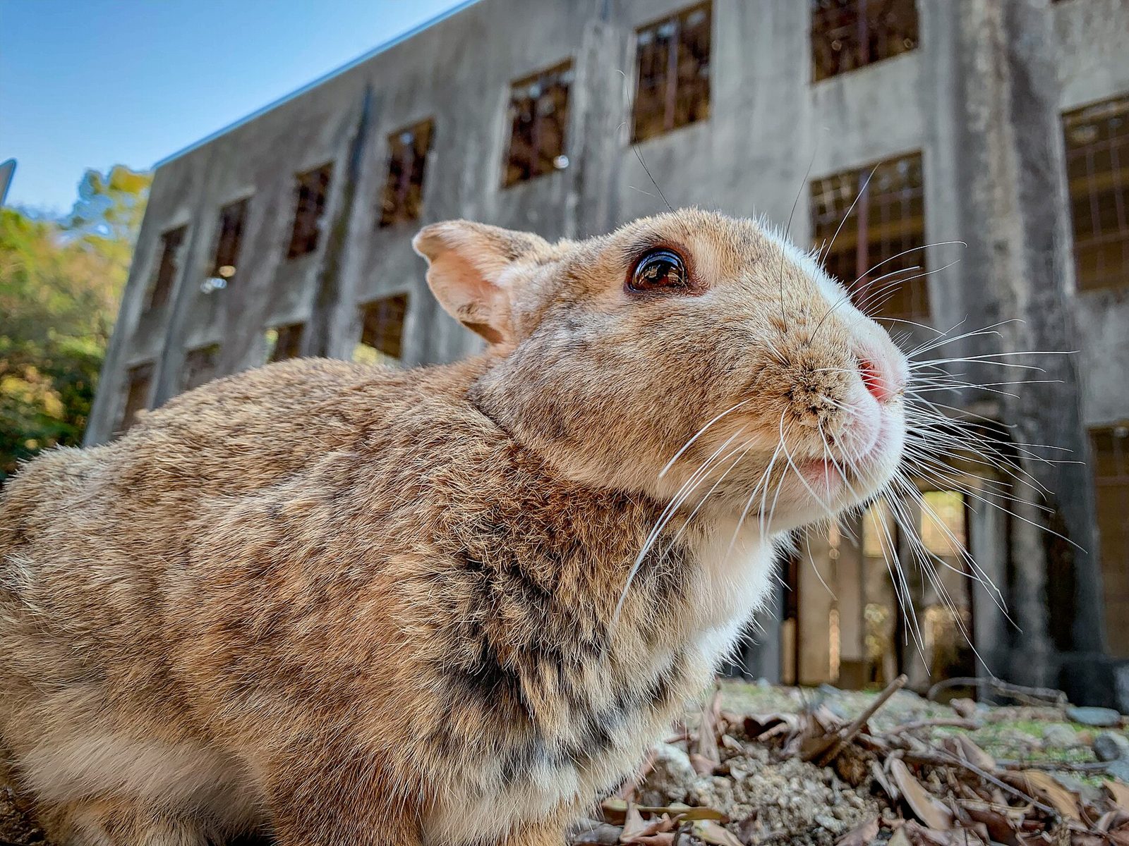 大久野島の野生うさぎと旧建物跡