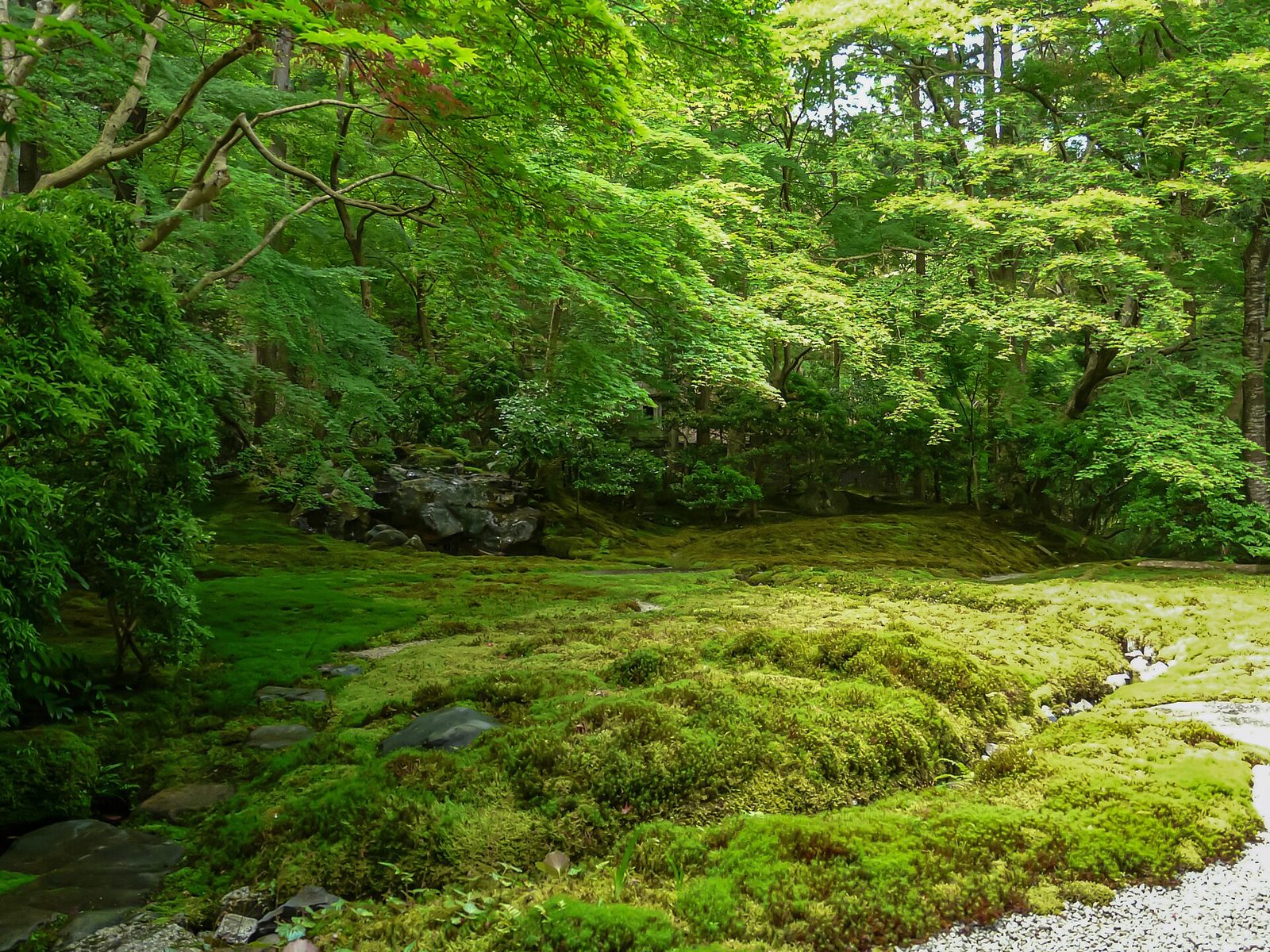 瑠璃光院の山露路の庭の苔庭と新緑