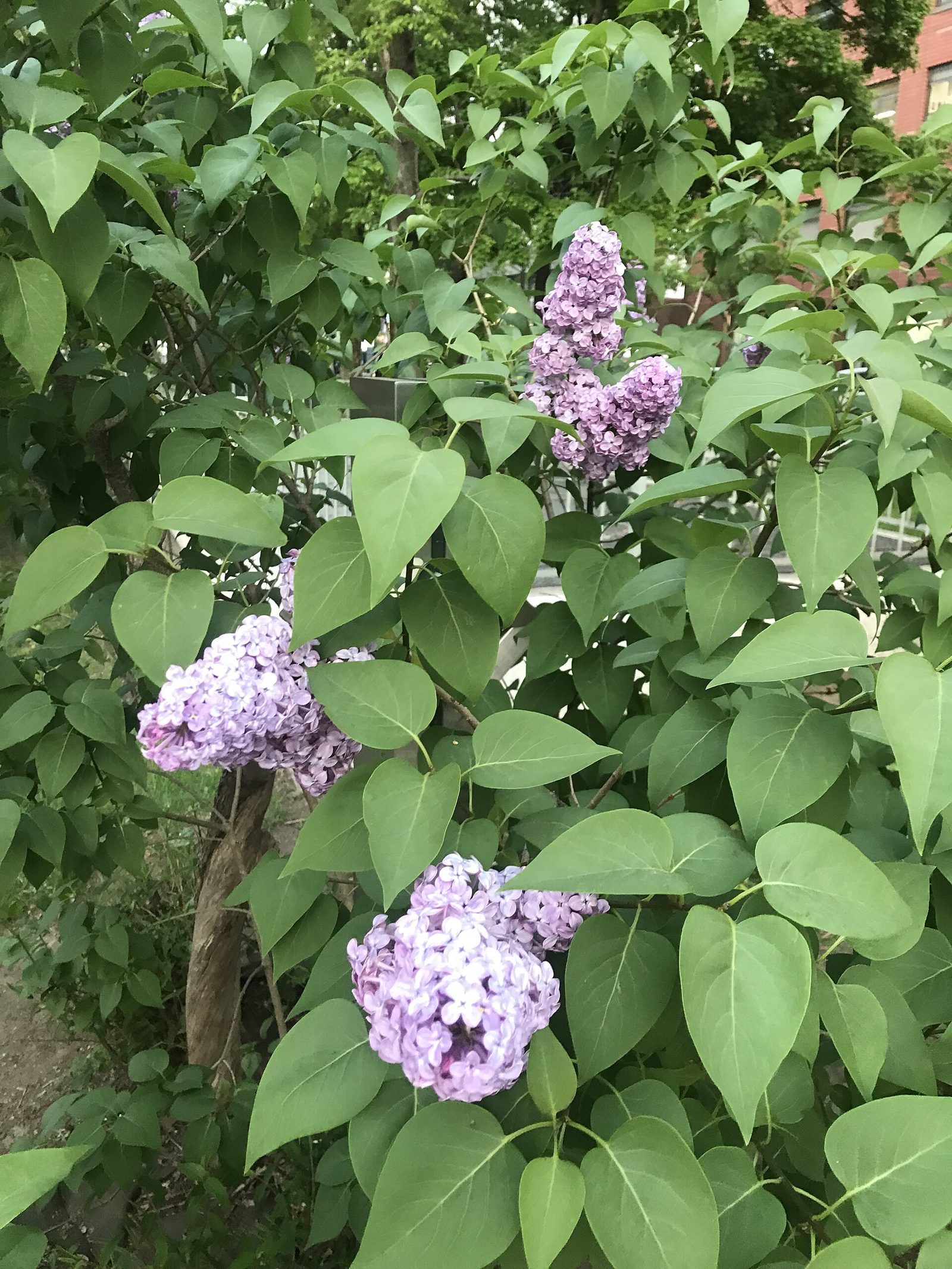 札幌観光モデルコース【5月・1日】円山公園の桜・さっぽろライラックまつり5/20〜31・費用つき行程表