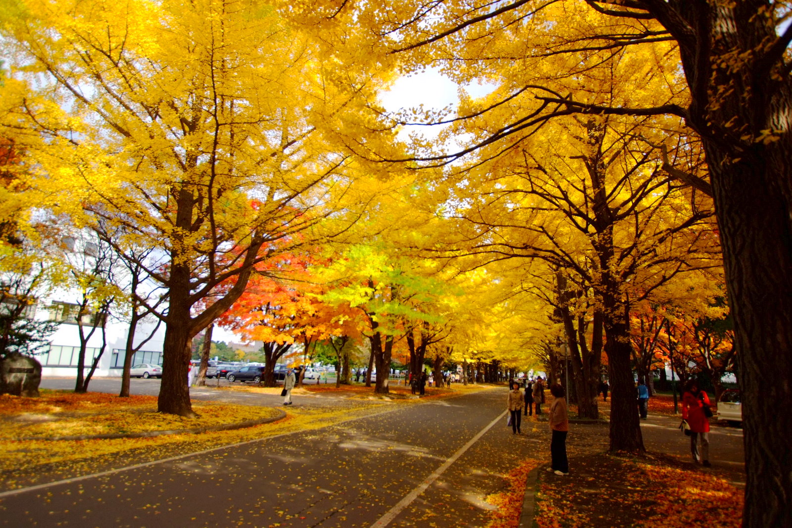 札幌観光モデルコース【11月・1日】北大イチョウ並木の紅葉終盤とホワイトイルミネーション11/21点灯・費用つき行程表